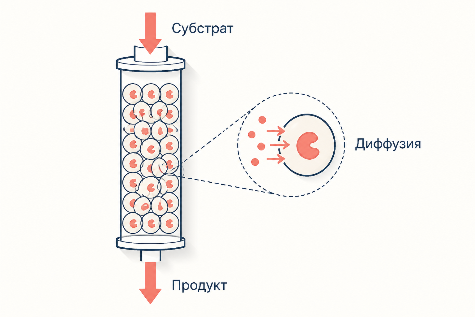 Поточный реактор с неподвижным слоем: субстрат входит в колонну с гранулами, продукт выходит, фермент остаётся внутри