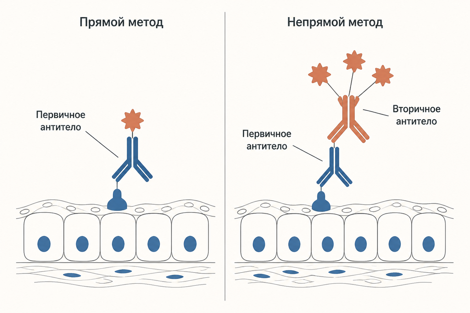 Схема иммуногистохимии: антитело связывает антиген в срезе, а метка превращает это связывание в видимый сигнал
