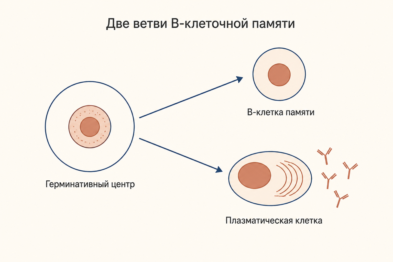 Две ветви В-клеточной памяти: клетка памяти и долгоживущая плазматическая клетка