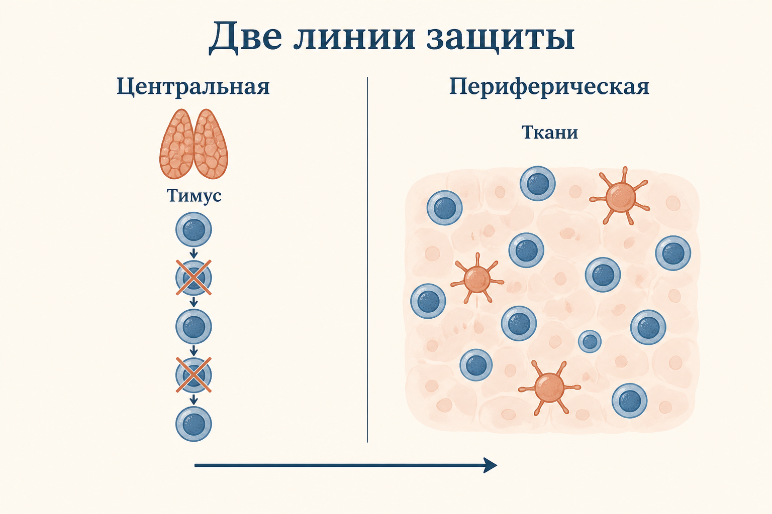 Сравнение двух ступеней: слева центральная толерантность в тимусе с выбраковкой клеток, справа периферическая толерантность в тканях под контролем регуляторных клеток