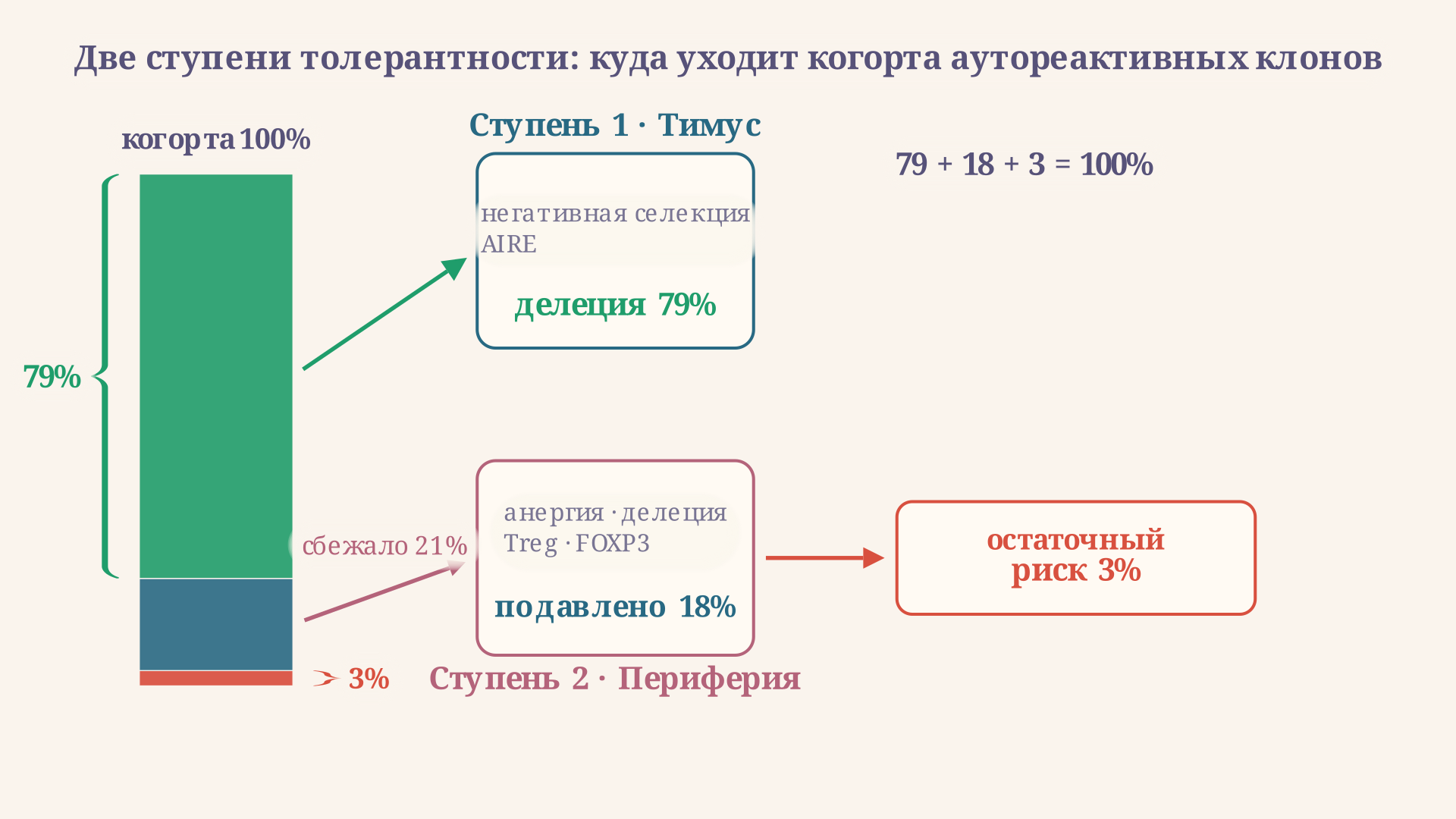 Две ступени толерантности: в тимусе негативная селекция удаляет высокоаффинные клоны, а сбежавшие на периферии гасятся анергией, делецией и регуляторными T-клетками
