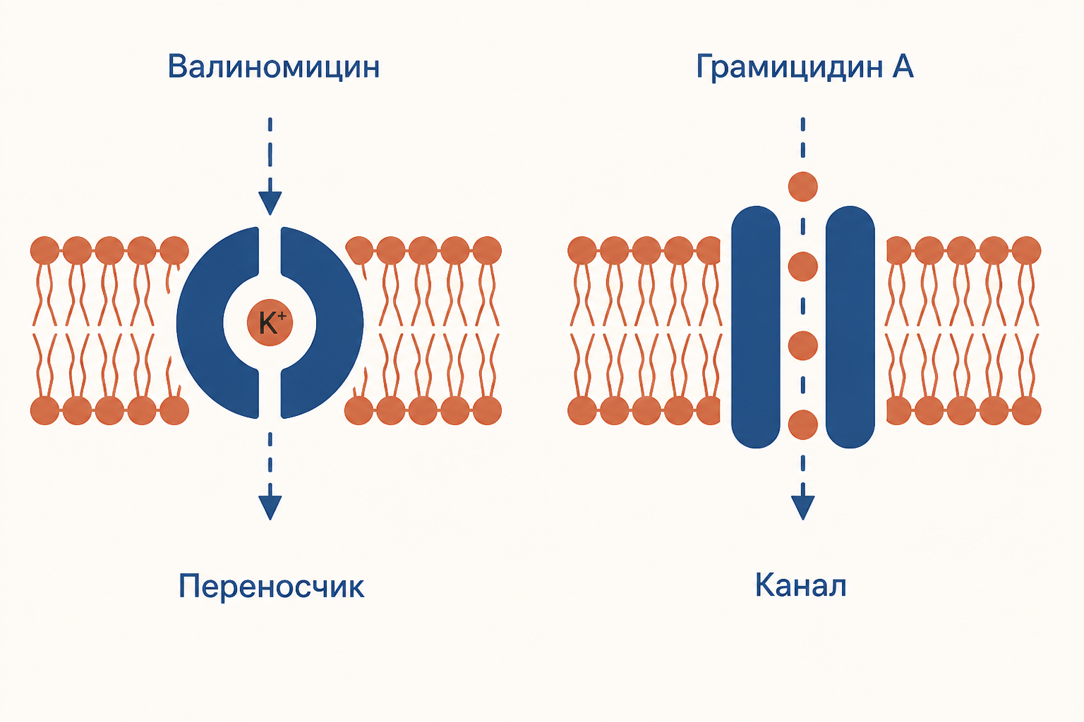 Сравнение валиномицина, переносящего калий через бислой, и канала грамицидина A для потока одновалентных катионов