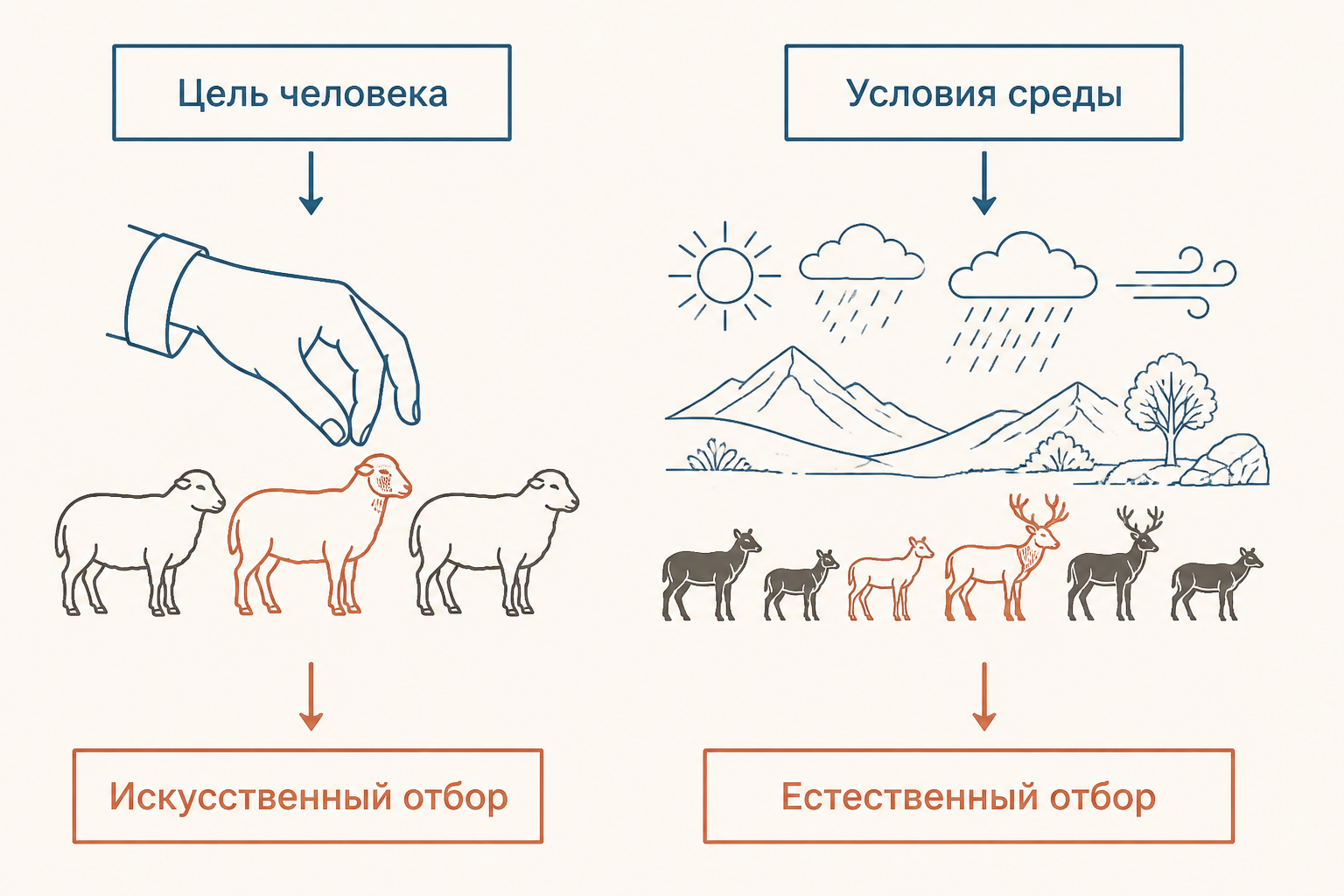 Сравнение двух направлений: человек выбирает признак для породы, а среда оставляет успешные варианты в популяции
