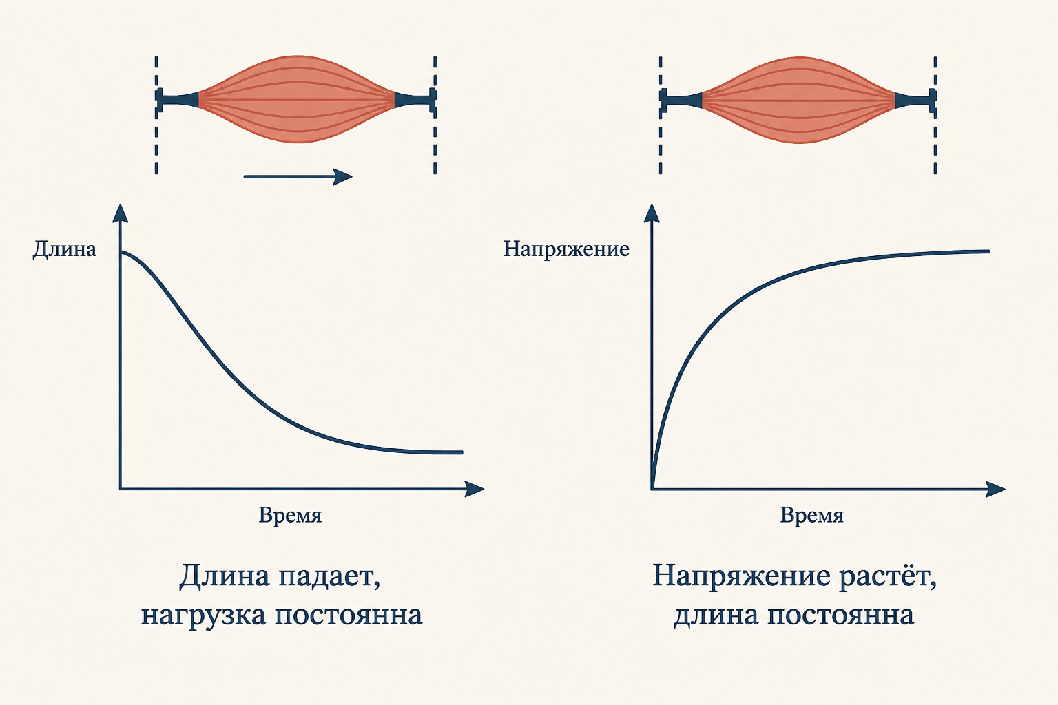 Слева длина мышцы падает при постоянной нагрузке (изотония), справа напряжение растёт при постоянной длине (изометрия): два режима на простых графиках длины и напряжения во времени