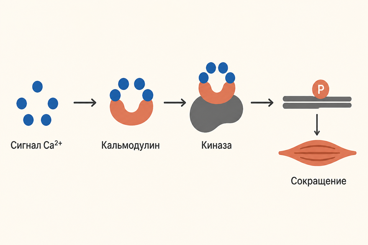 Путь от кальциевого сигнала через кальмодулин и MLCK к сокращению гладкой мышцы