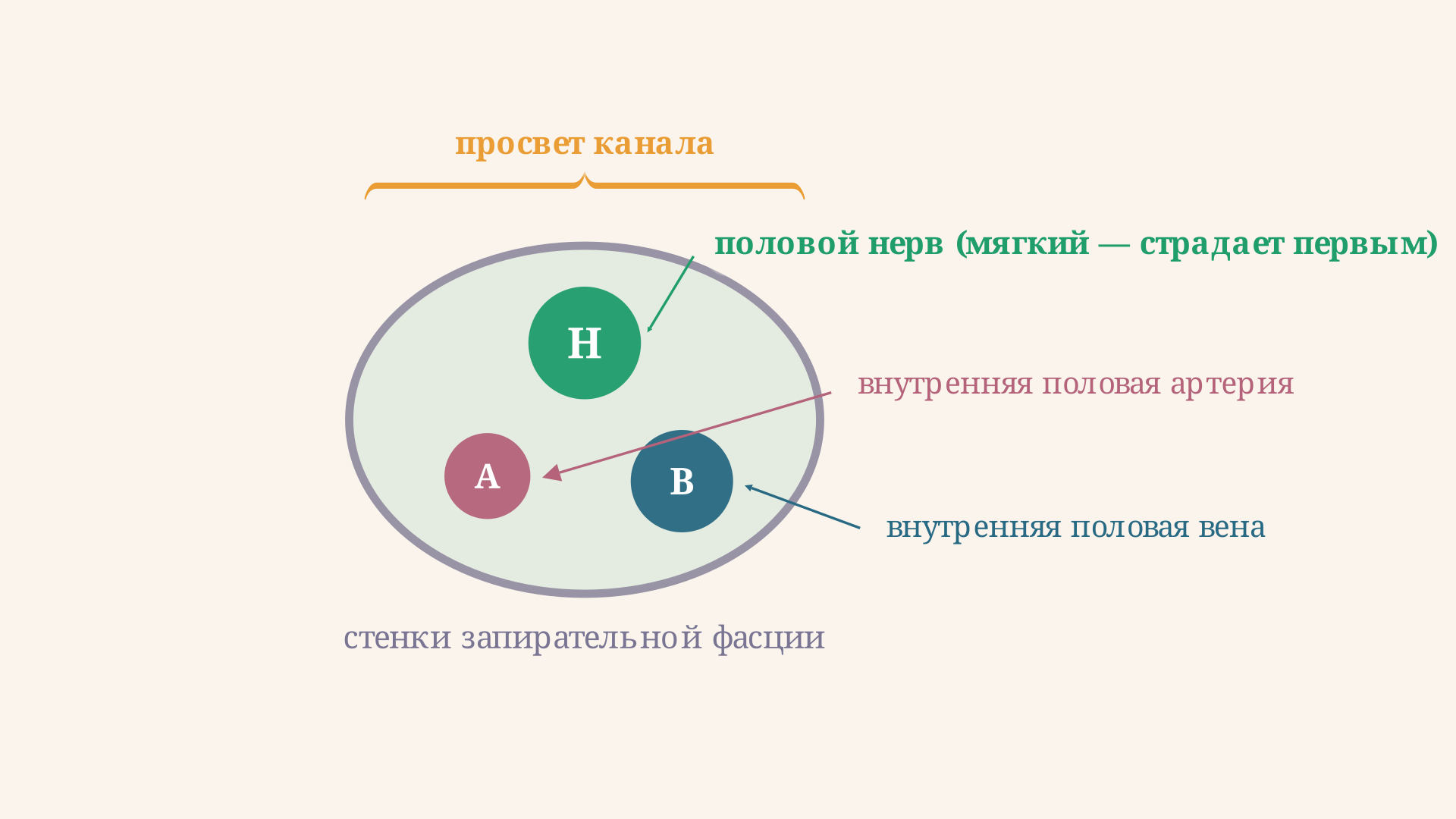 Поперечный срез канала Алькока: половой нерв, внутренняя половая артерия и вена в фасциальном туннеле запирательной мышцы