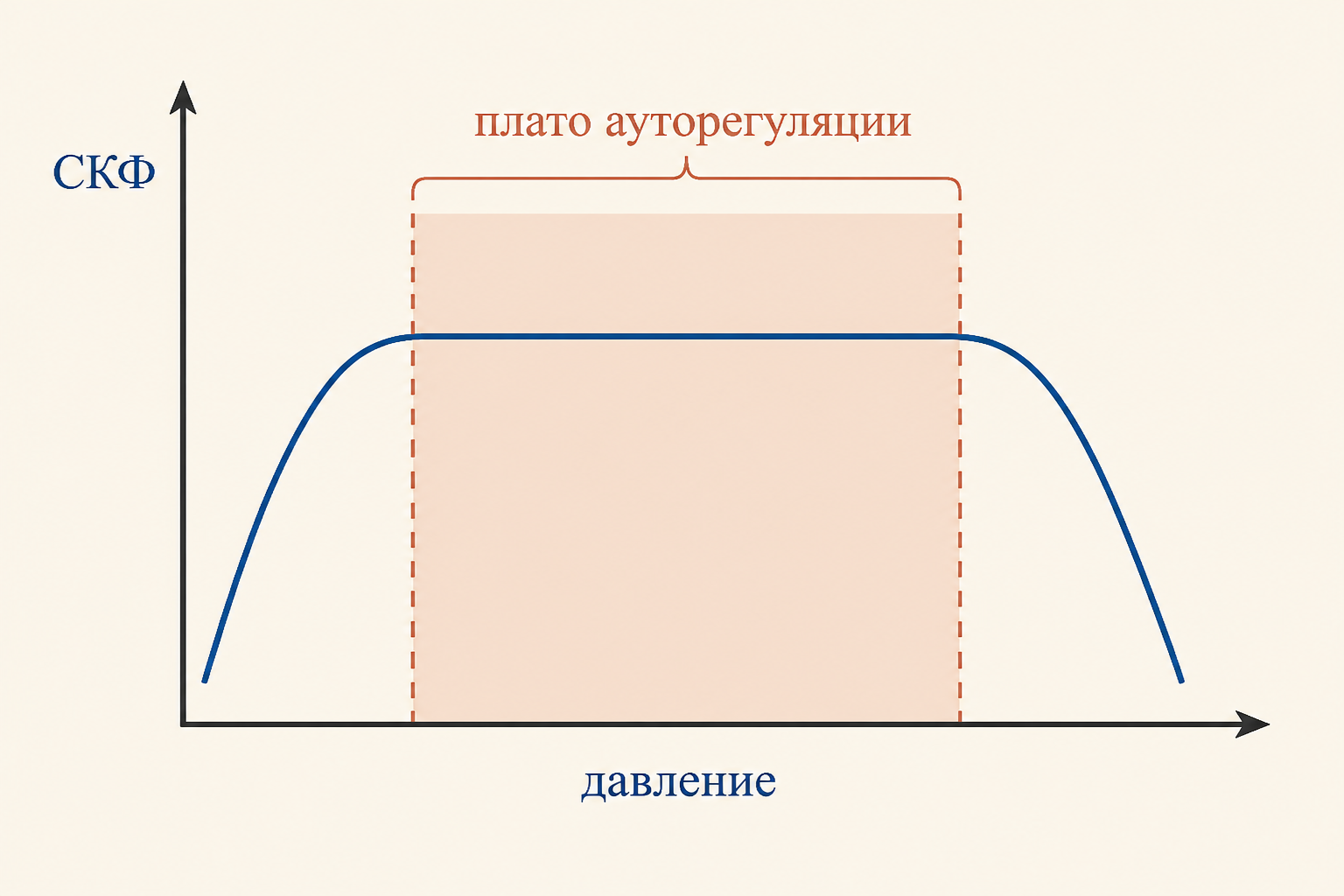График ауторегуляции: СКФ остаётся почти постоянной в широком диапазоне давления, образуя плато, и падает на краях