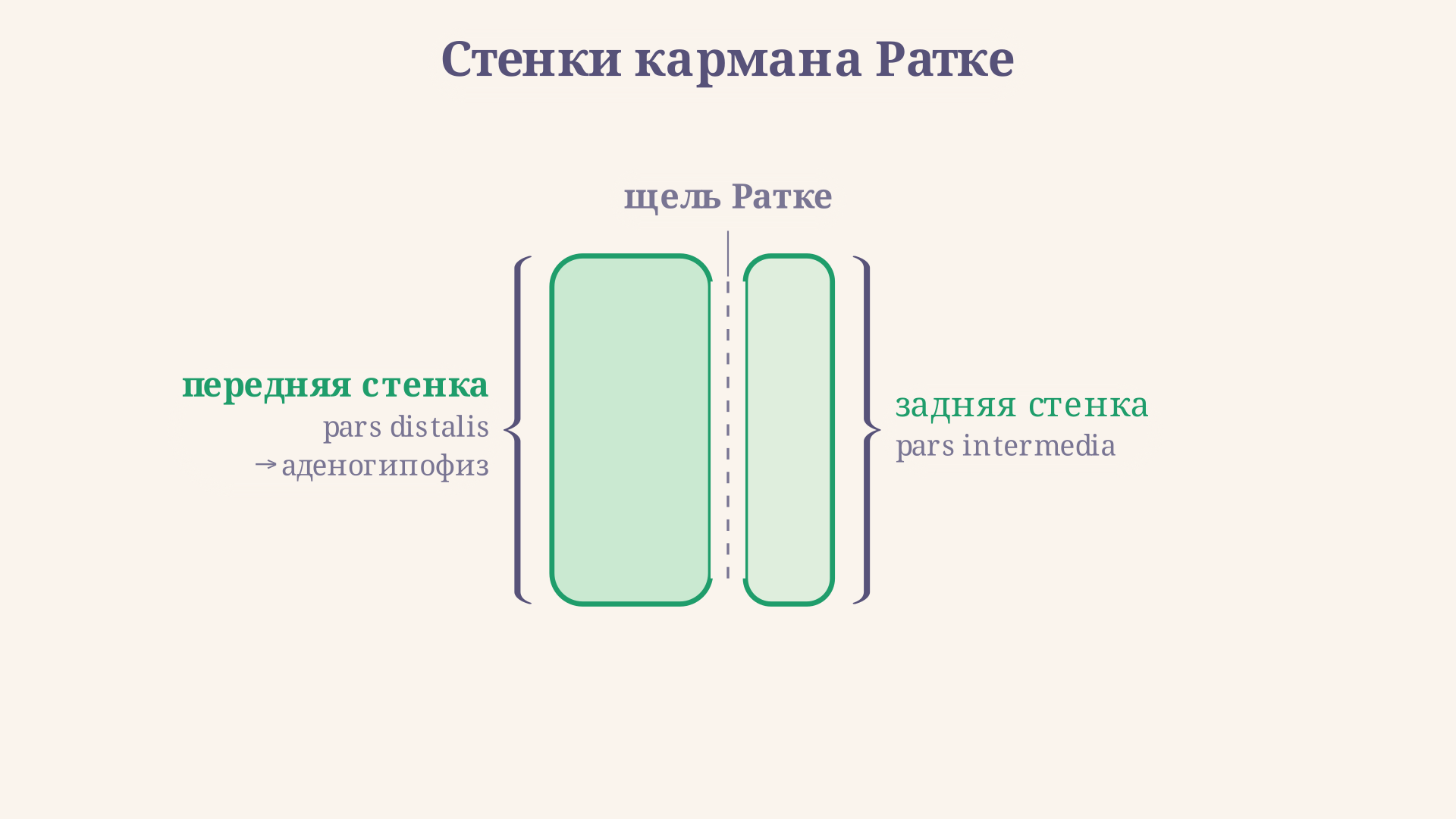 Схема: карман Ратке отшнуровывается от ротовой бухты, передняя стенка дает аденогипофиз, между передней и промежуточной частью остается щель Ратке