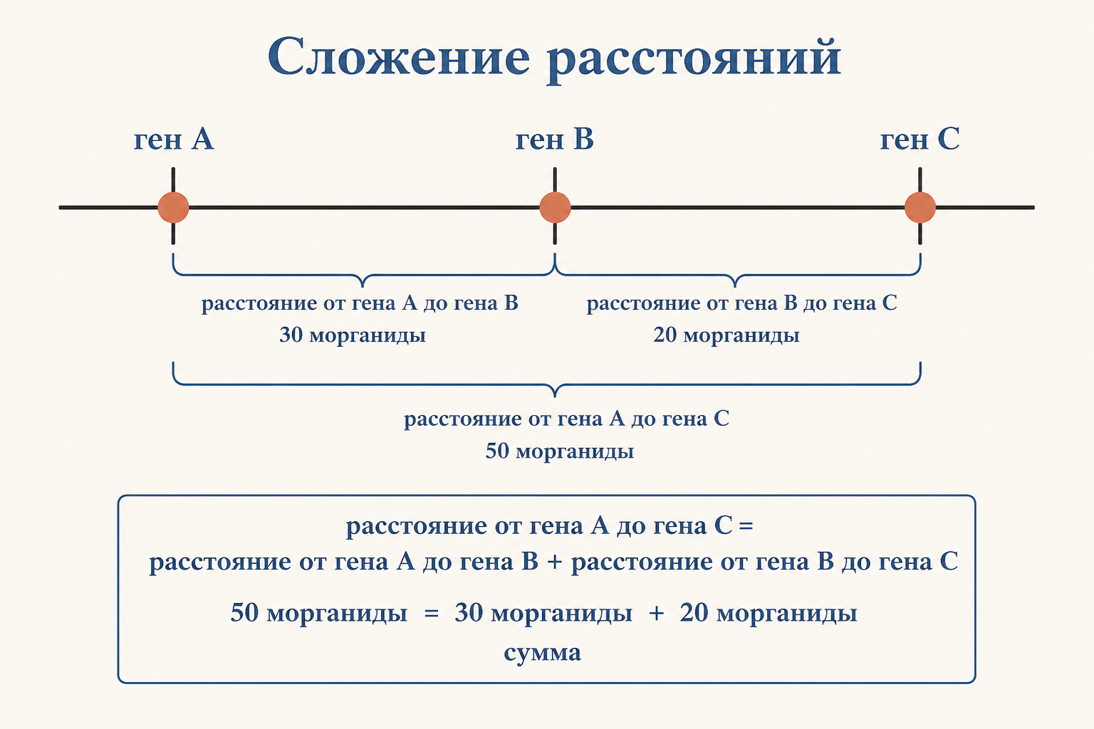 Сложение расстояний: расстояние от гена A до гена C равно сумме расстояний A до B и B до C, что задаёт линейный порядок генов на карте