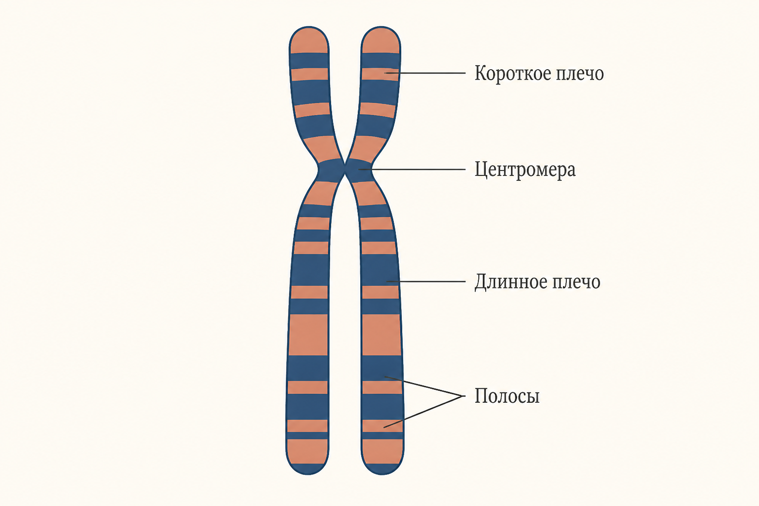 Идиограмма метафазной хромосомы: короткое плечо, центромера, длинное плечо и рисунок поперечных полос после дифференциальной окраски