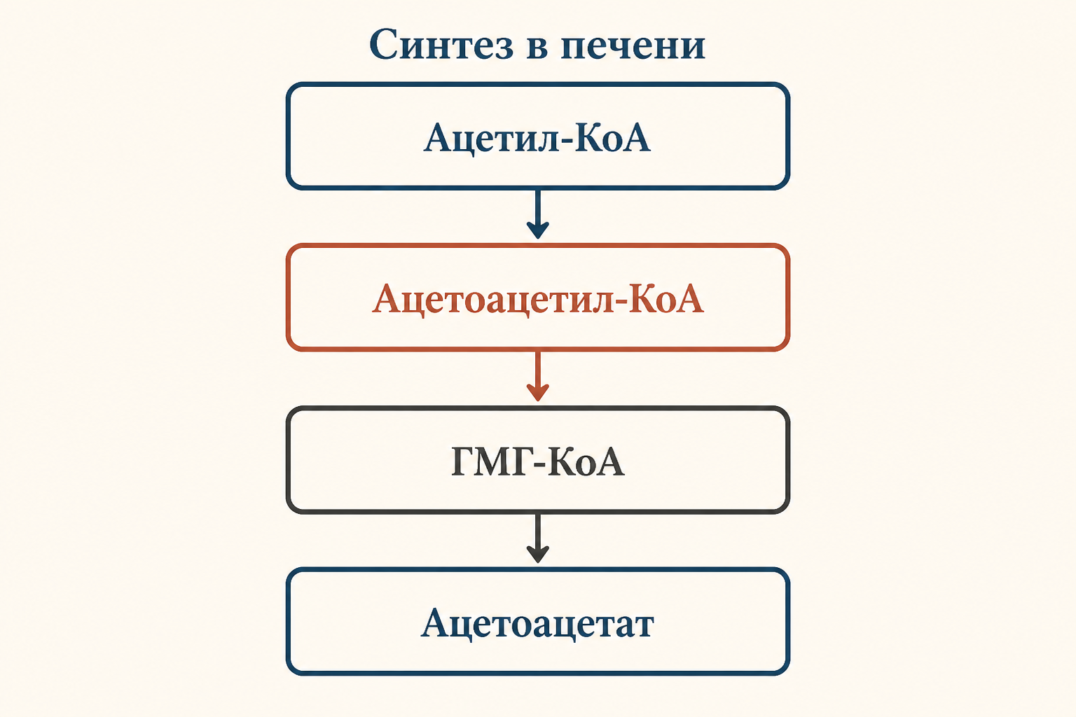 Путь кетогенеза в печени: от ацетил-КоА через ацетоацетил-КоА и ГМГ-КоА к ацетоацетату - четыре последовательные реакции в матриксе митохондрий гепатоцита