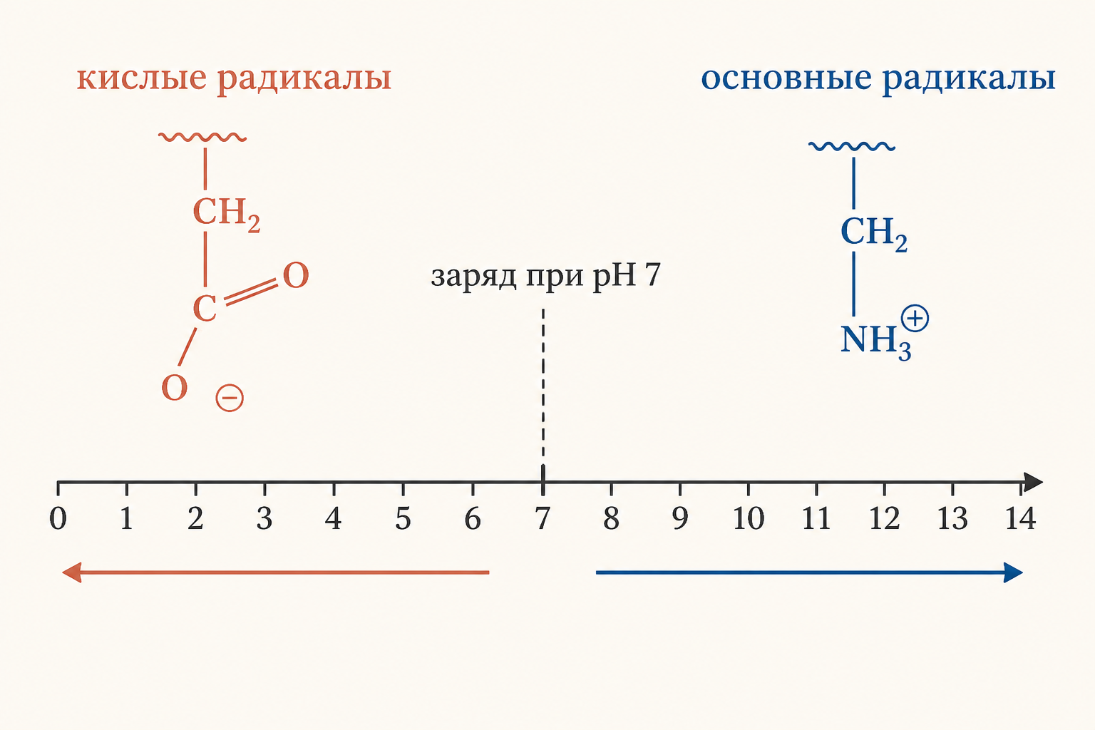 Шкала pH: кислые радикалы заряжены отрицательно, основные положительно