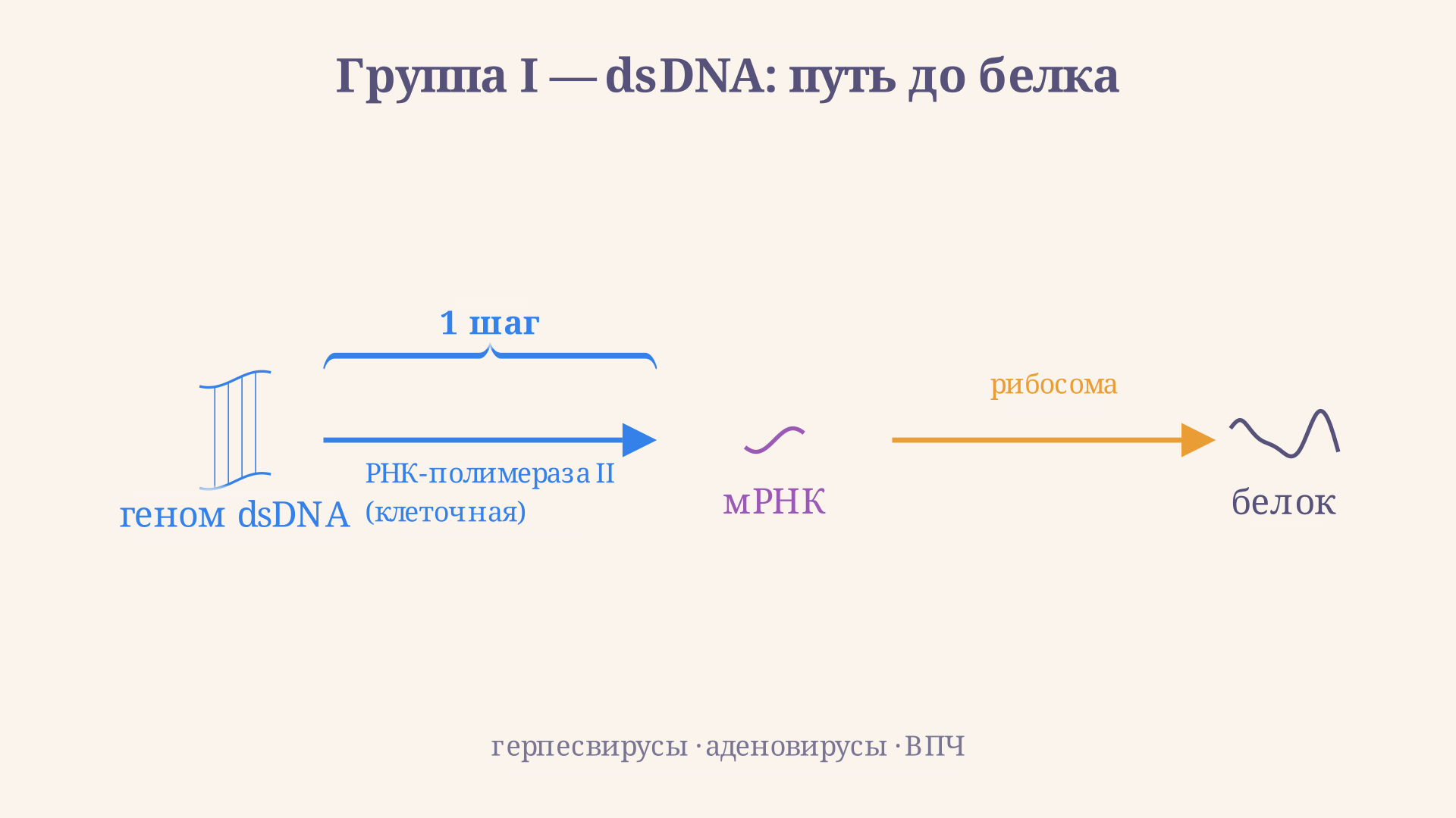 Схема пути dsDNA-вирусов до мРНК: геном транскрибируется клеточной РНК-полимеразой в ядре, мРНК транспортируется в цитоплазму и транслируется рибосомами