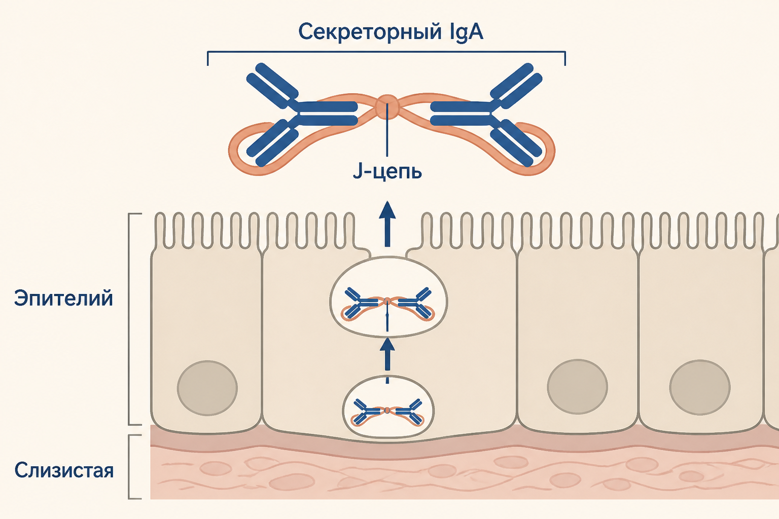Секреторный IgA на слизистой: димер, J-цепь, секреторный компонент