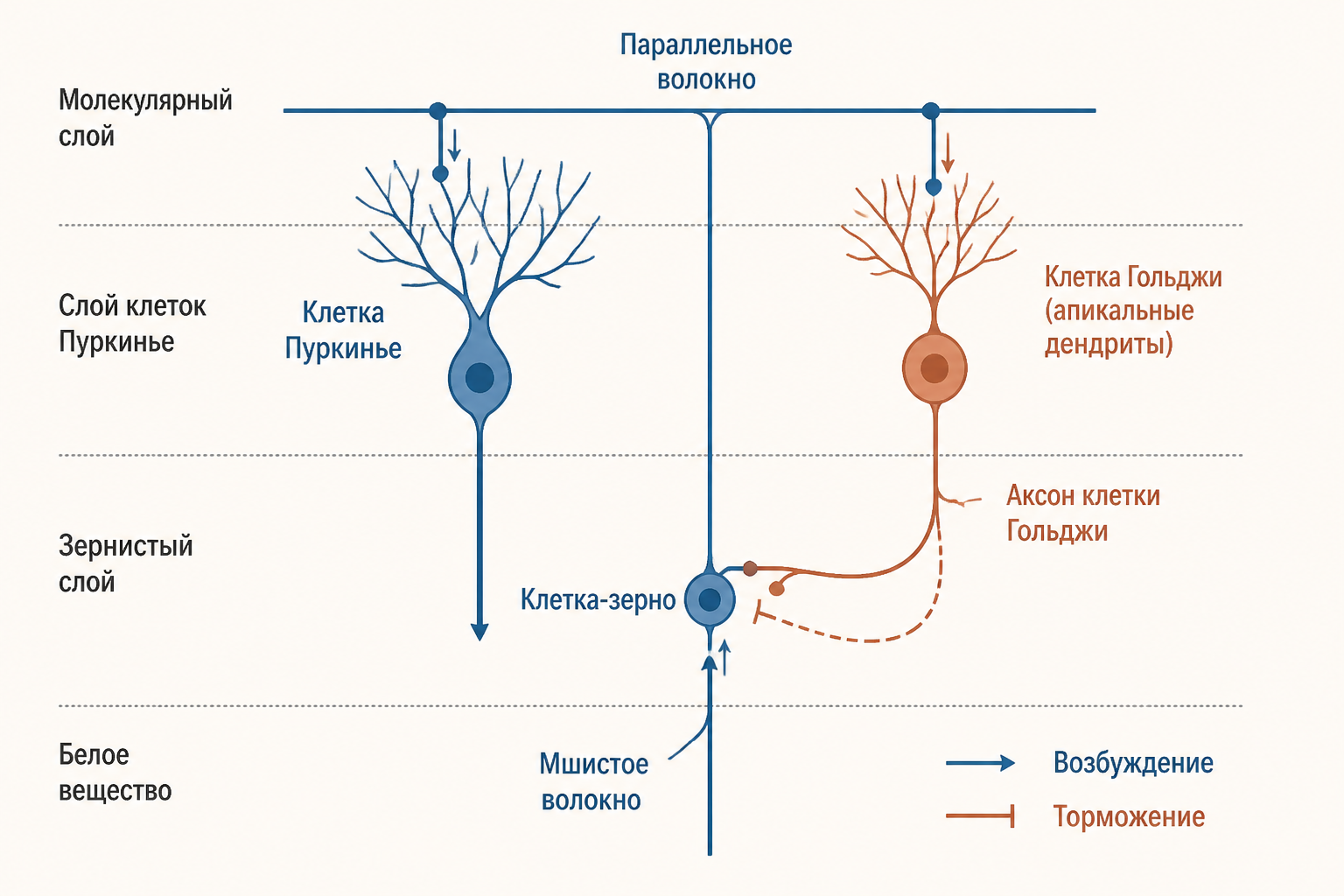 Схема пути сигнала в коре мозжечка: мшистое волокно - клетка-зерно - параллельное волокно - клетка Пуркинье и клетка Гольджи, стрелки обозначают возбуждение и торможение, подписи «возбуждение» и «торможение»