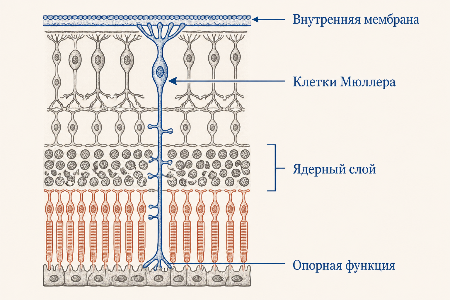 Клетки Мюллера сетчатки: радиальная глия, слои сетчатки, отростки, опорная функция
