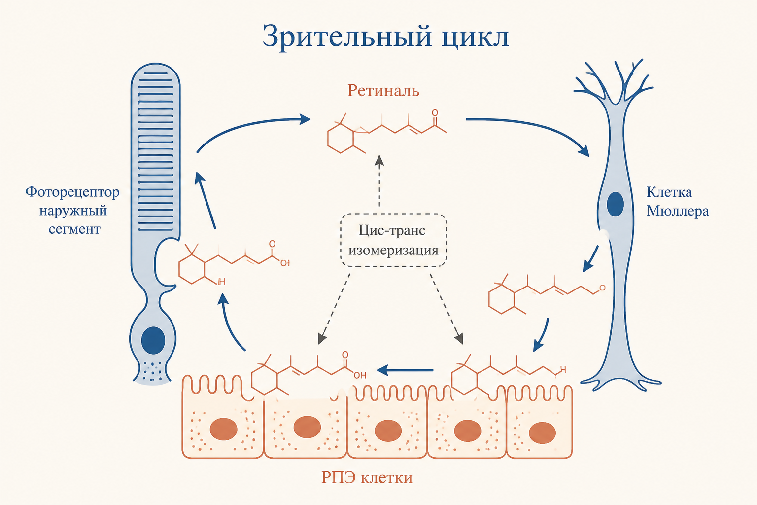 Зрительный цикл сетчатки: ретиналь, цис-транс изомеризация, роль клеток Мюллера и РПЭ
