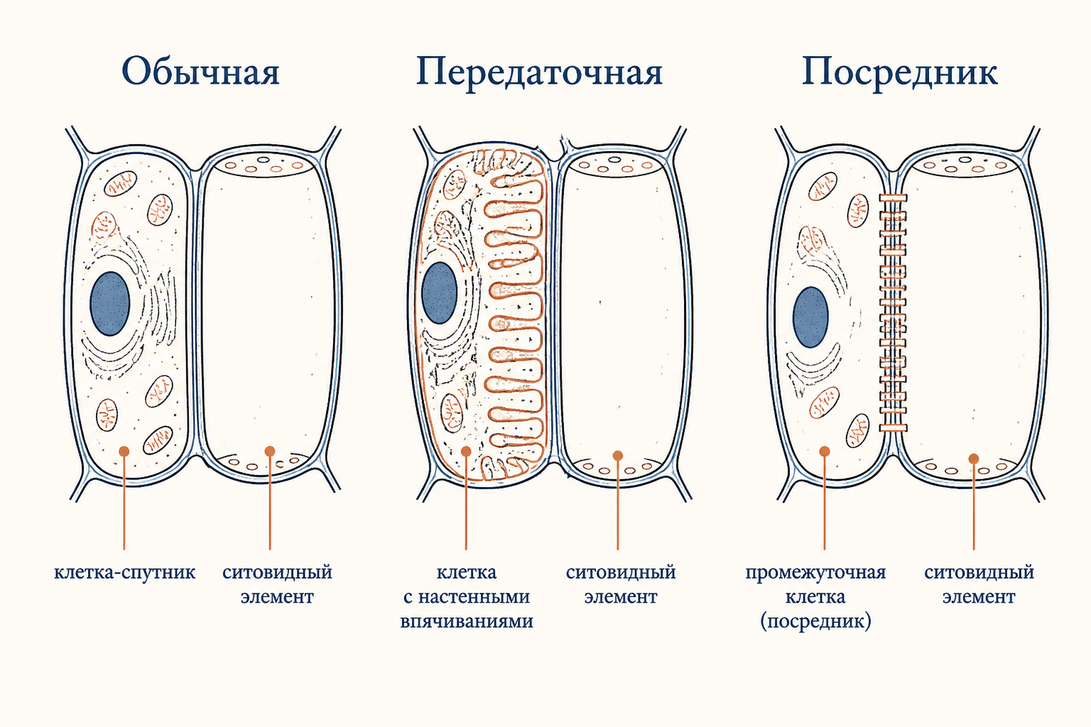 Типы клеток-спутниц флоэмы: строение и специализация