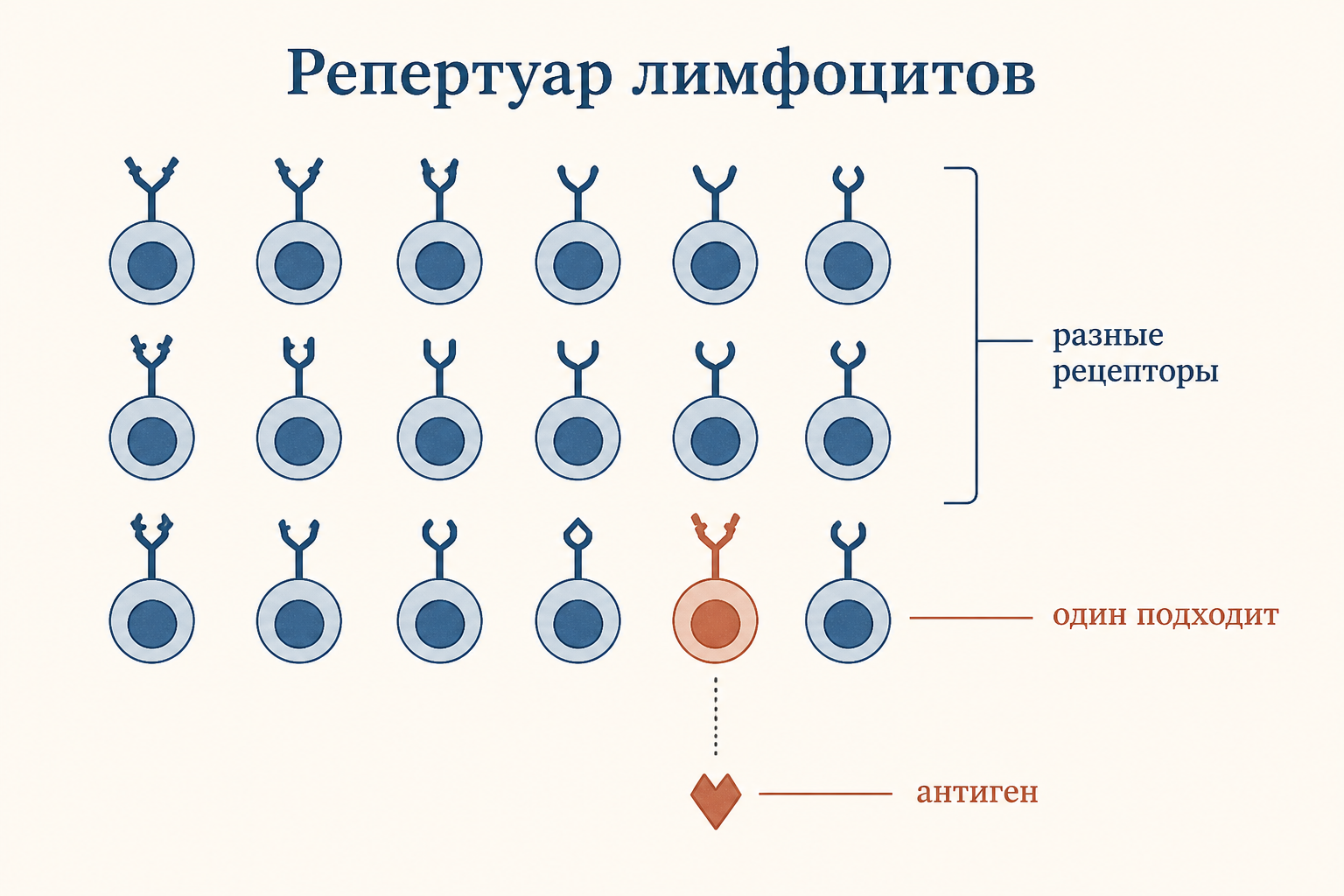 Репертуар лимфоцитов: множество клеток с разными рецепторами, антиген находит и активирует только подходящую
