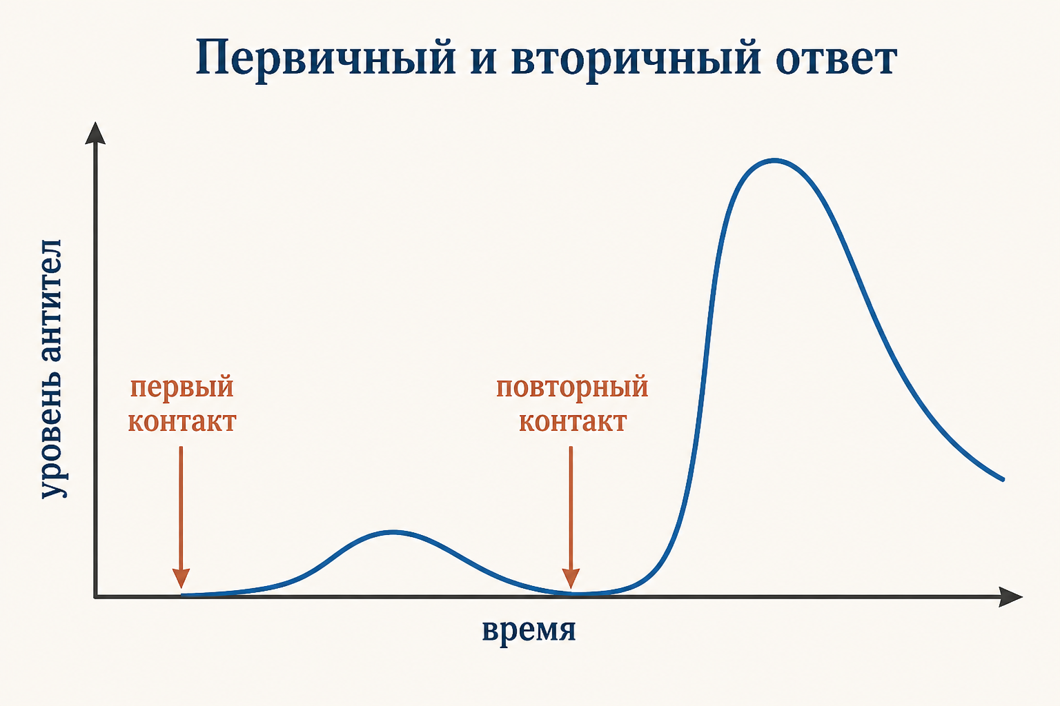 Первичный и вторичный иммунный ответ: повторный контакт с антигеном даёт более быстрый и сильный подъём уровня антител