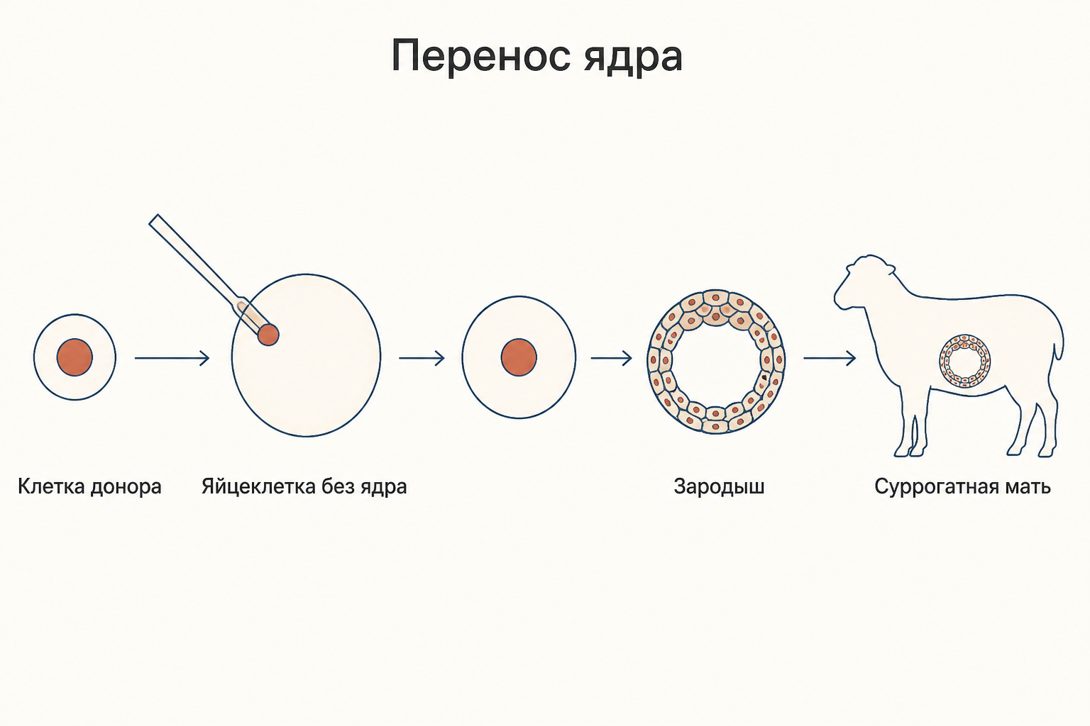 Схема переноса ядра соматической клетки: удаление ядра яйцеклетки, слияние с клеткой донора, развитие зародыша и вынашивание суррогатной матерью
