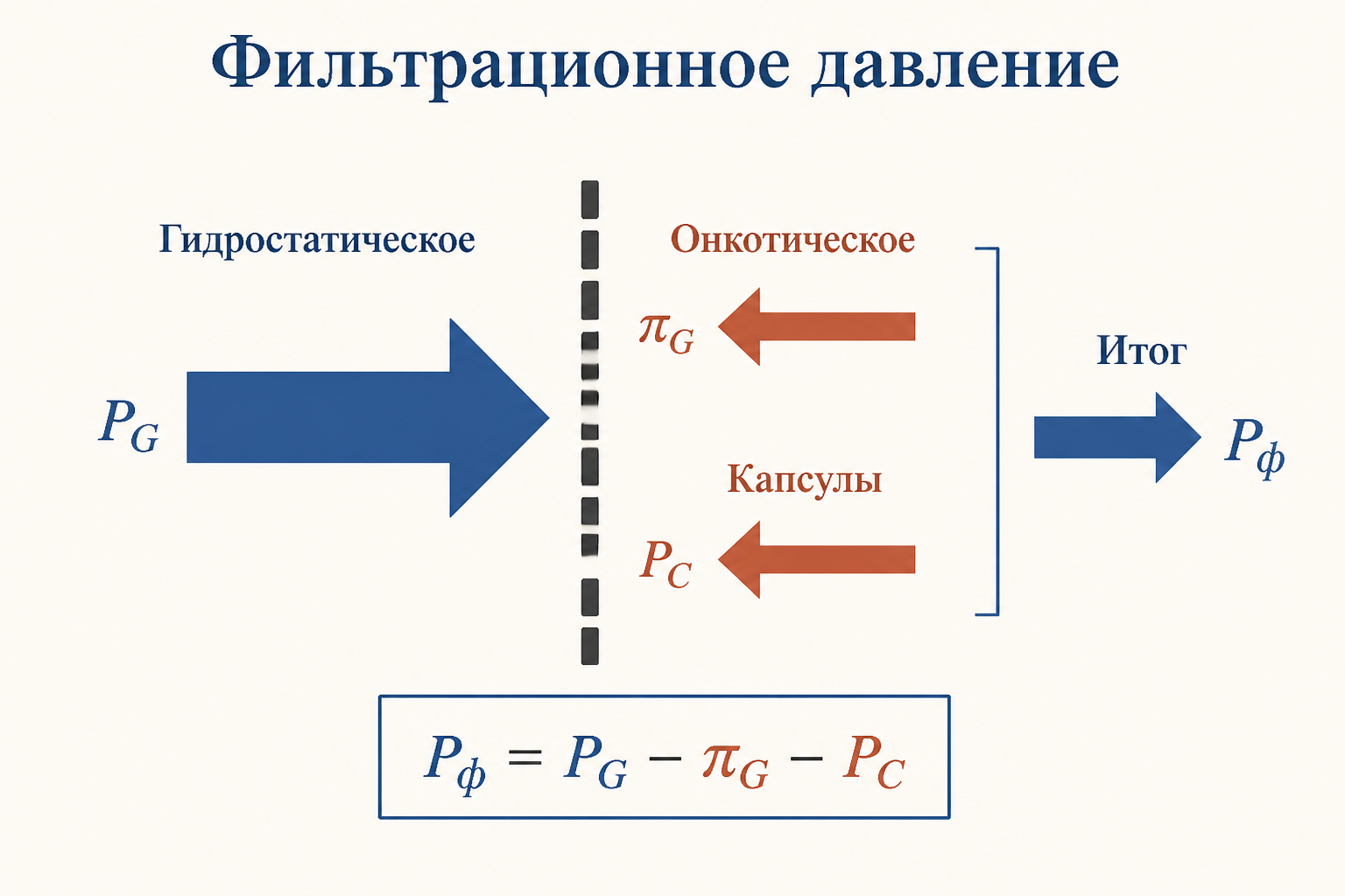 Схема клубочка: приносящая и выносящая артериолы, петли капилляров в капсуле и капли фильтрата, стекающие в просвет капсулы