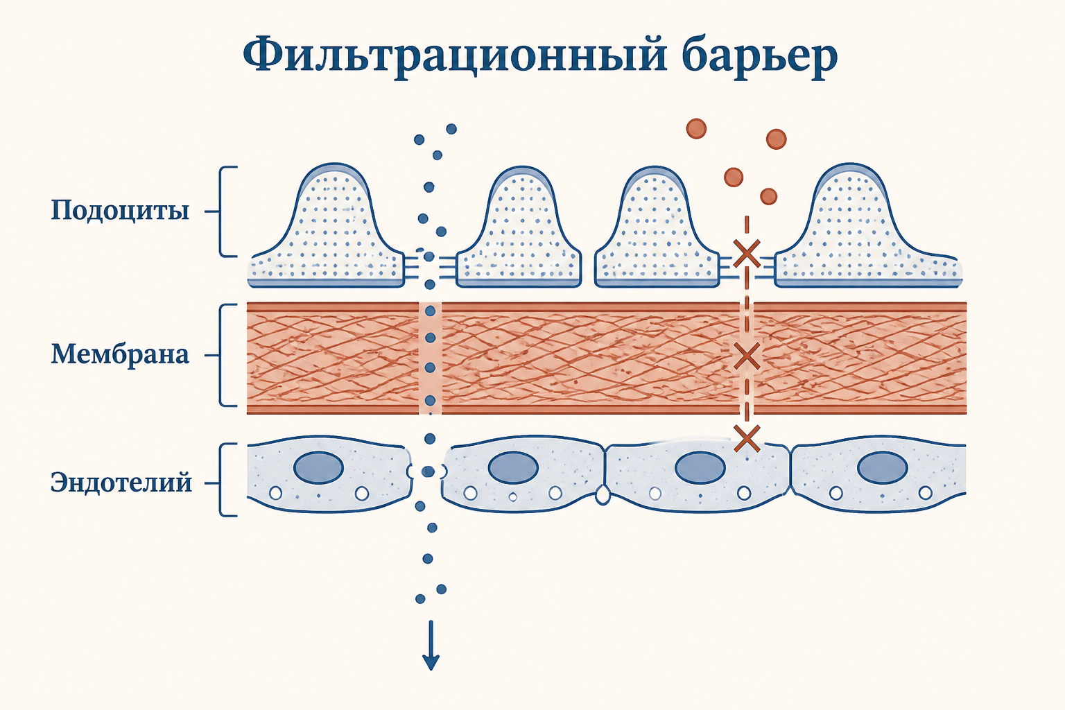 Три слоя барьера: фенестрированный эндотелий капилляра, базальная мембрана и подоциты со щелевыми диафрагмами; мелкие молекулы проходят, крупные задерживаются