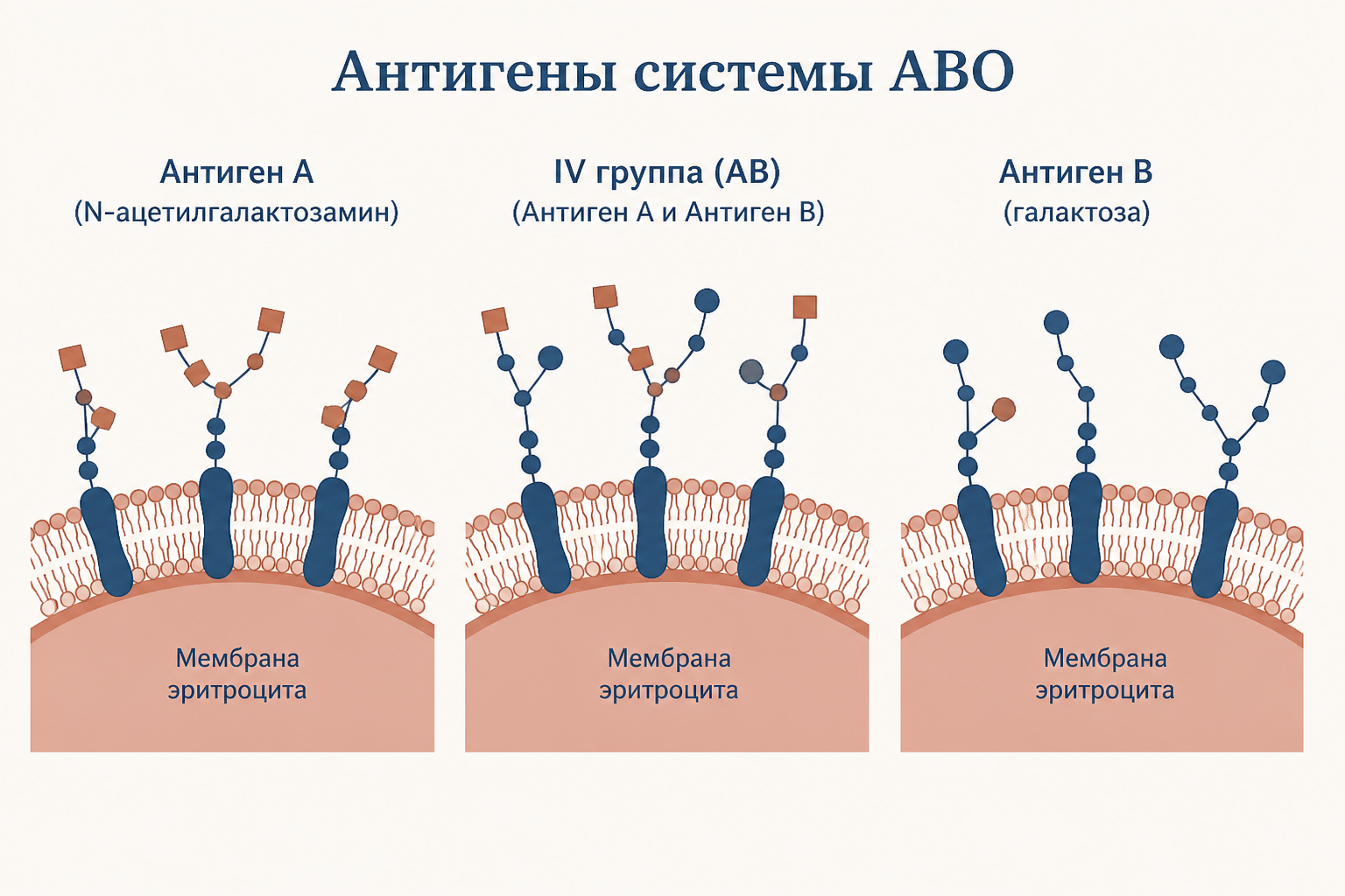 Схема антигенов A и B на поверхности эритроцита