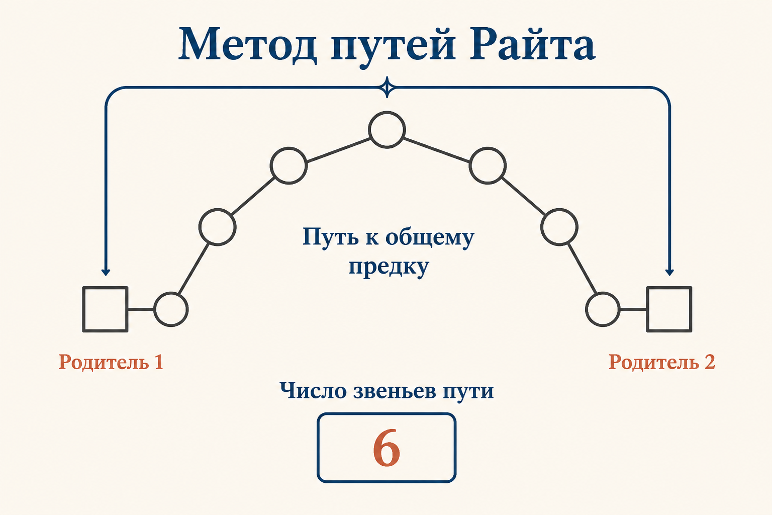 Замкнутый путь в родословной от одного родителя через общего предка ко второму: каждый кружок - предок, считаем число звеньев пути методом Райта