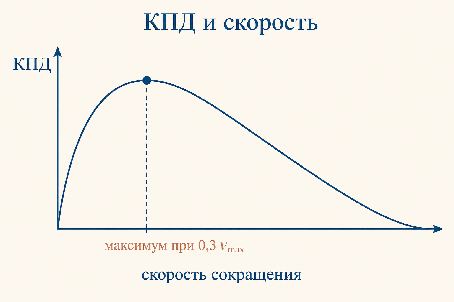 Горбатая кривая зависимости КПД мышцы от скорости укорочения с максимумом около 0,3 максимальной скорости