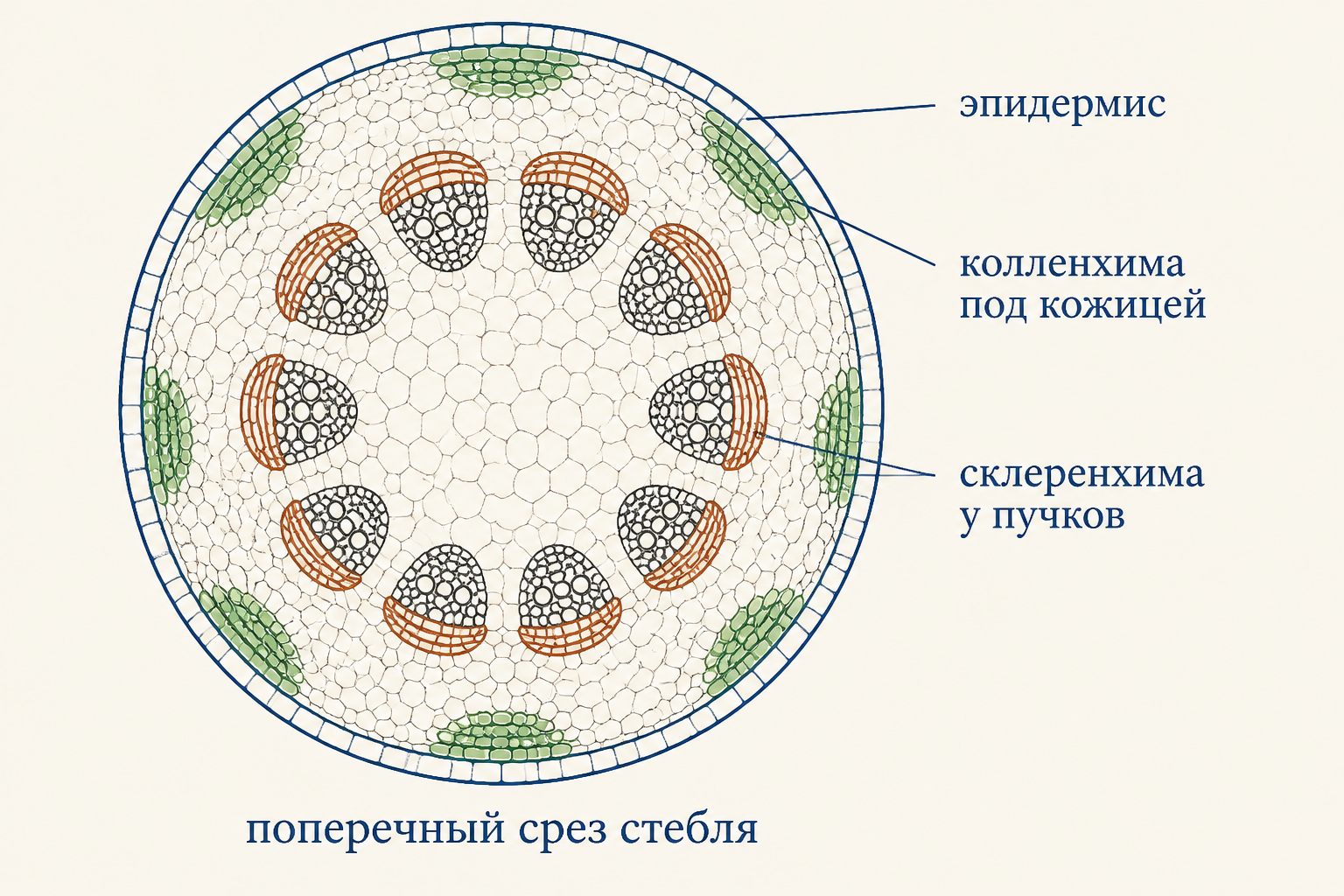Сравнение колленхимы и склеренхимы: слева живые клетки с неравномерно утолщёнными зелёными стенками, справа мёртвые клетки с толстыми одревесневшими стенками