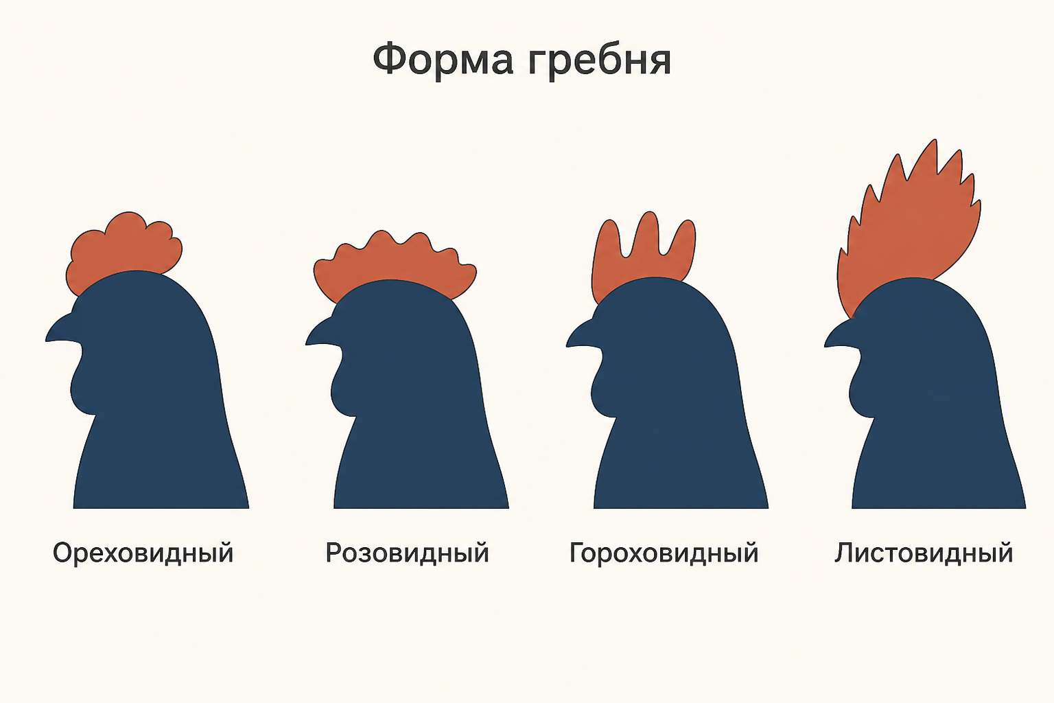 Четыре формы гребня у кур как результат комплементарного взаимодействия двух генов: ореховидный, розовидный, гороховидный и листовидный