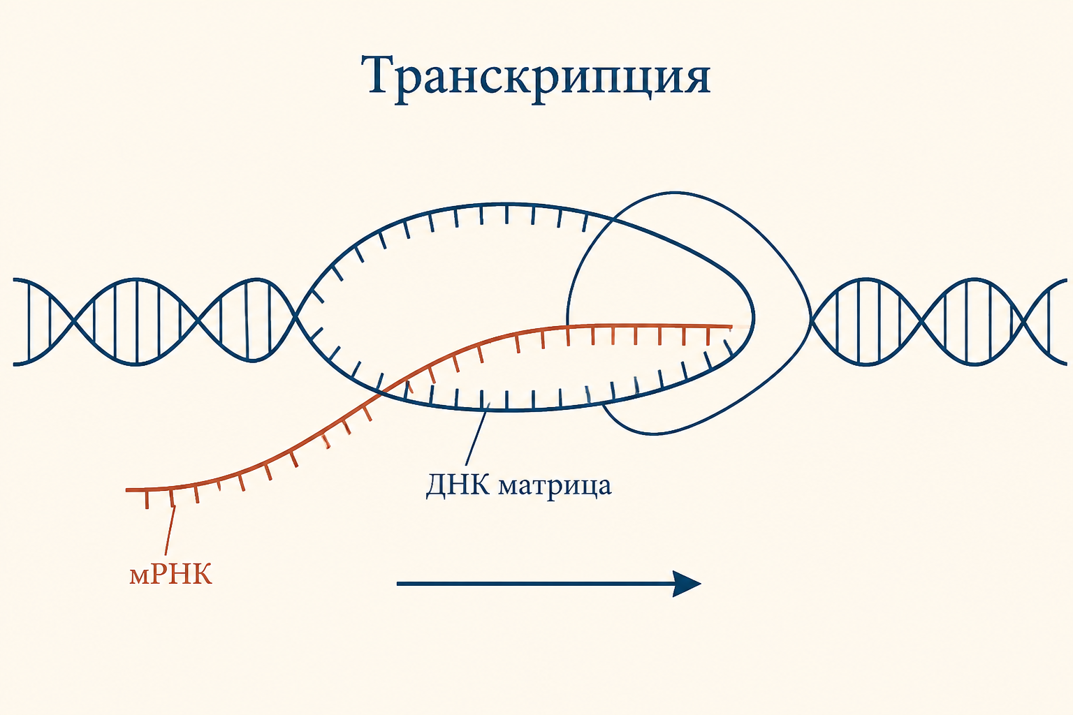 Принцип гибридизации ДНК-РНК, транскрипция