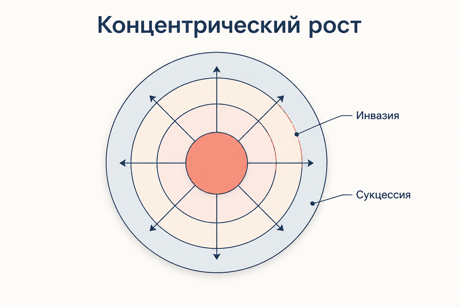 Схема концентрического роста: стрелки от центра наружу показывают давление расширения, пунктирное кольцо иллюстрирует инвазию одной зоны в соседнюю и последующую сукцессию