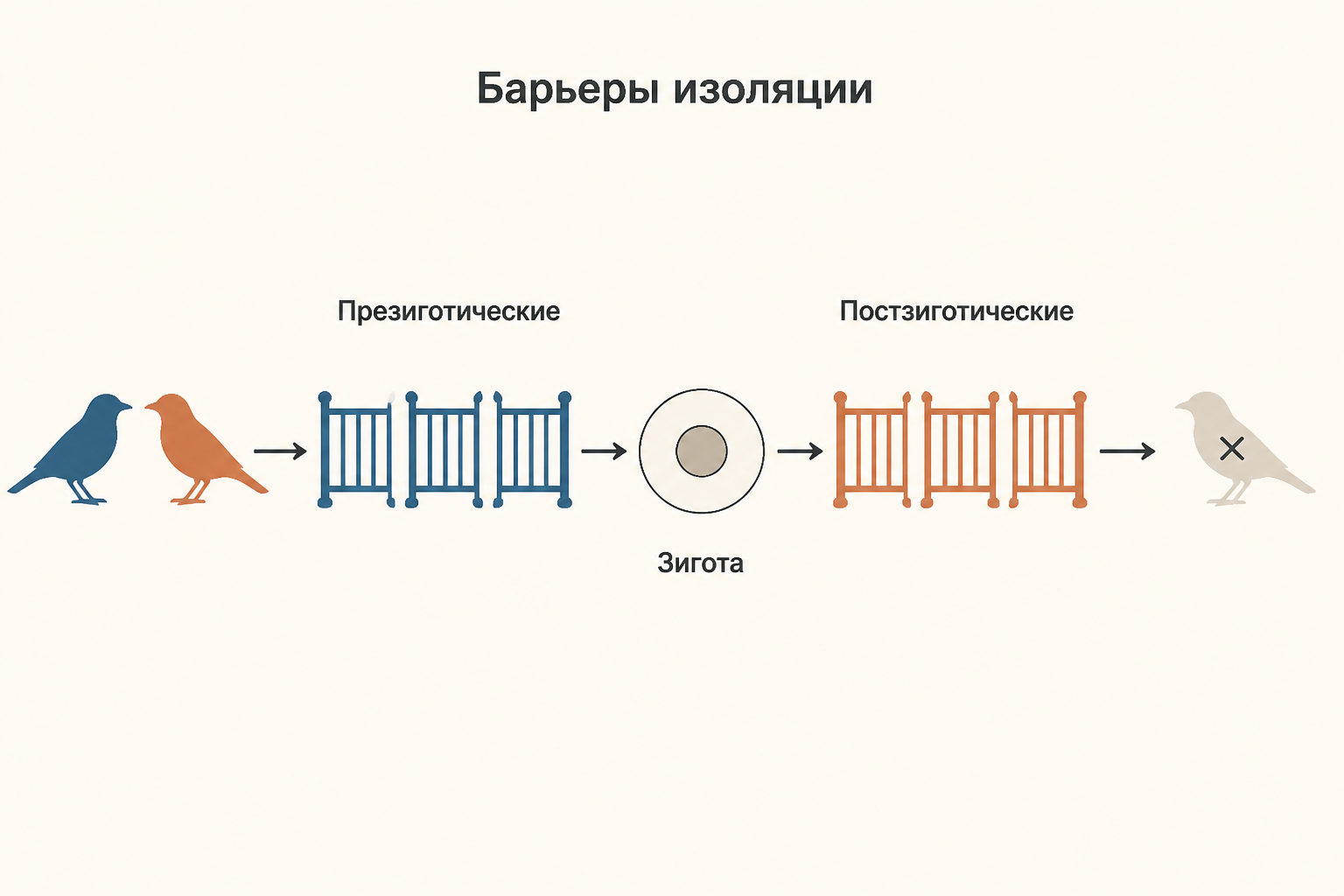 Барьеры изоляции: слева от зиготы стоят презиготические барьеры, которые не дают гаметам встретиться, справа постзиготические, которые делают гибрида нежизнеспособным или бесплодным