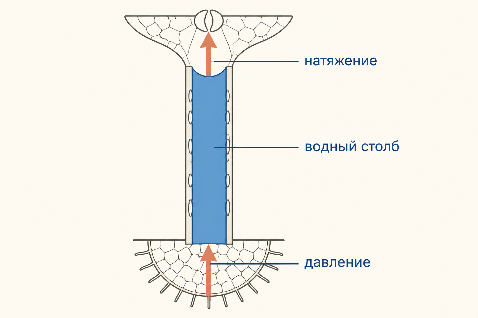 Схема двух концевых двигателей: положительное давление в корне и натяжение в листе соединены водным столбом