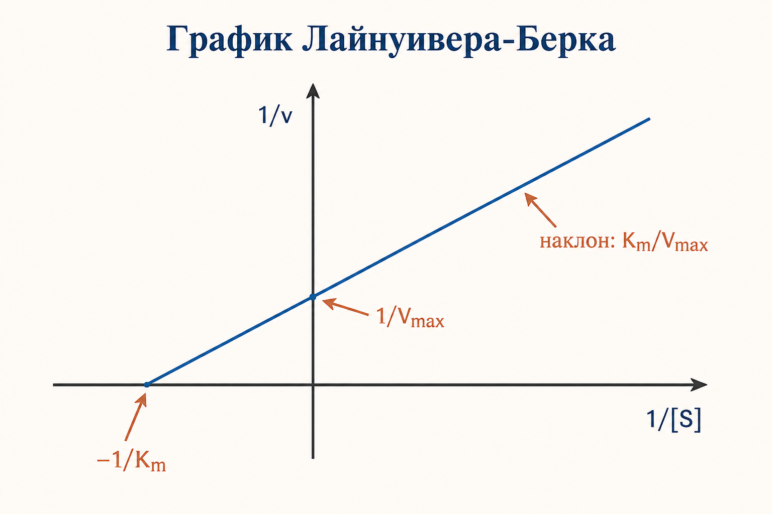 Двойной обратный график Лайнуивера-Берка с наклоном Km/Vmax