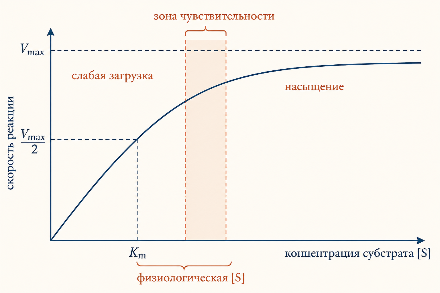 Схема: Km в контексте клетки - зоны чувствительности и насыщения фермента