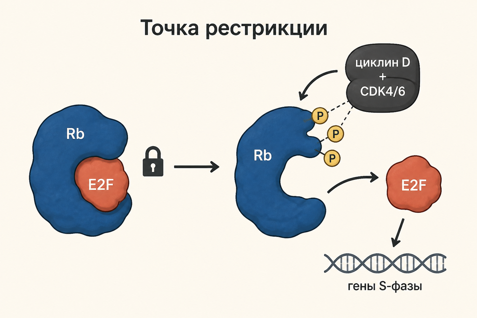 Точка рестрикции: белок Rb держит фактор E2F, циклин D с CDK4/6 фосфорилирует Rb, освобождённый E2F включает гены S-фазы