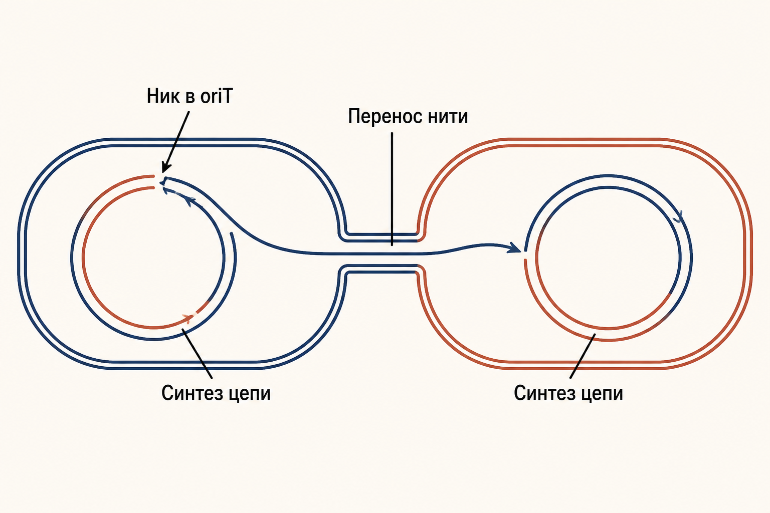 Статусы бактериальных клеток: F+, F- и Hfr - схема с хромосомой и F-плазмидой