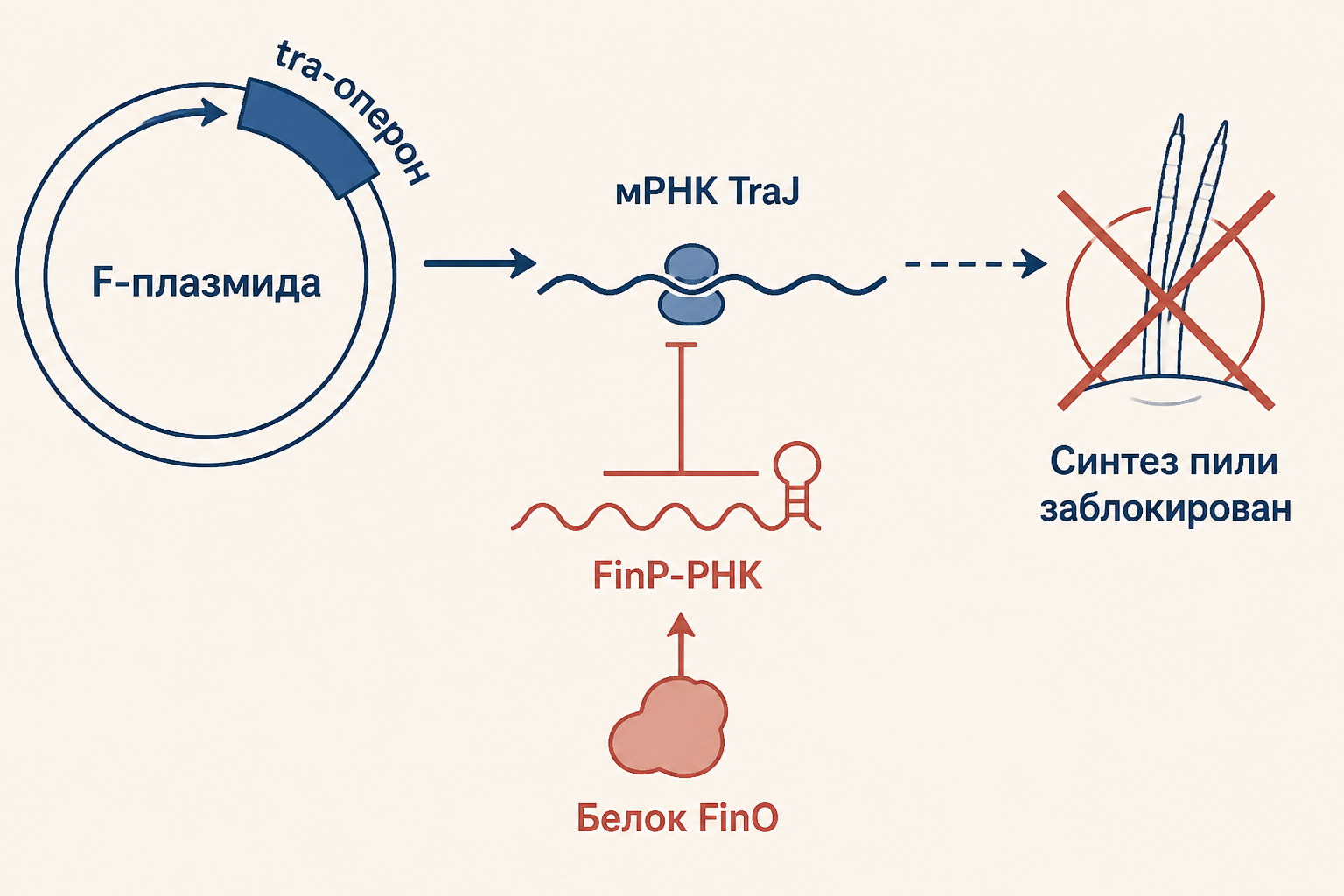Регуляция tra-оперона: FinO стабилизирует FinP-РНК, блокируя синтез TraJ и пили