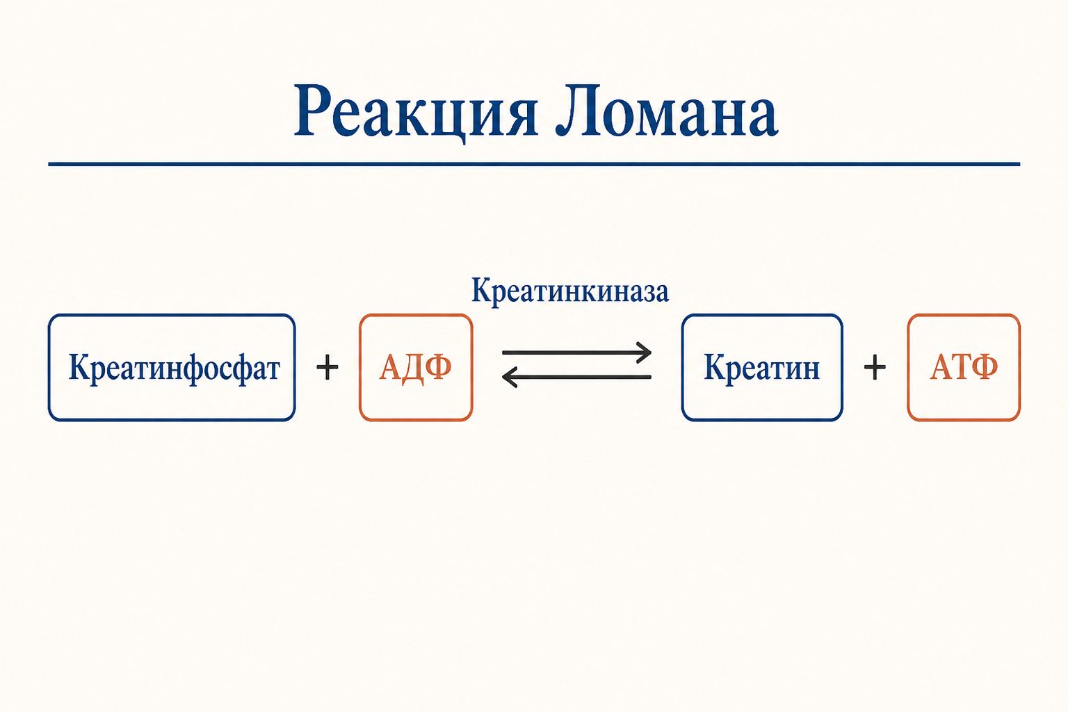 Креатинфосфатный путь: фермент креатинкиназа переносит фосфатную группу с фосфокреатина на АДФ, давая АТФ