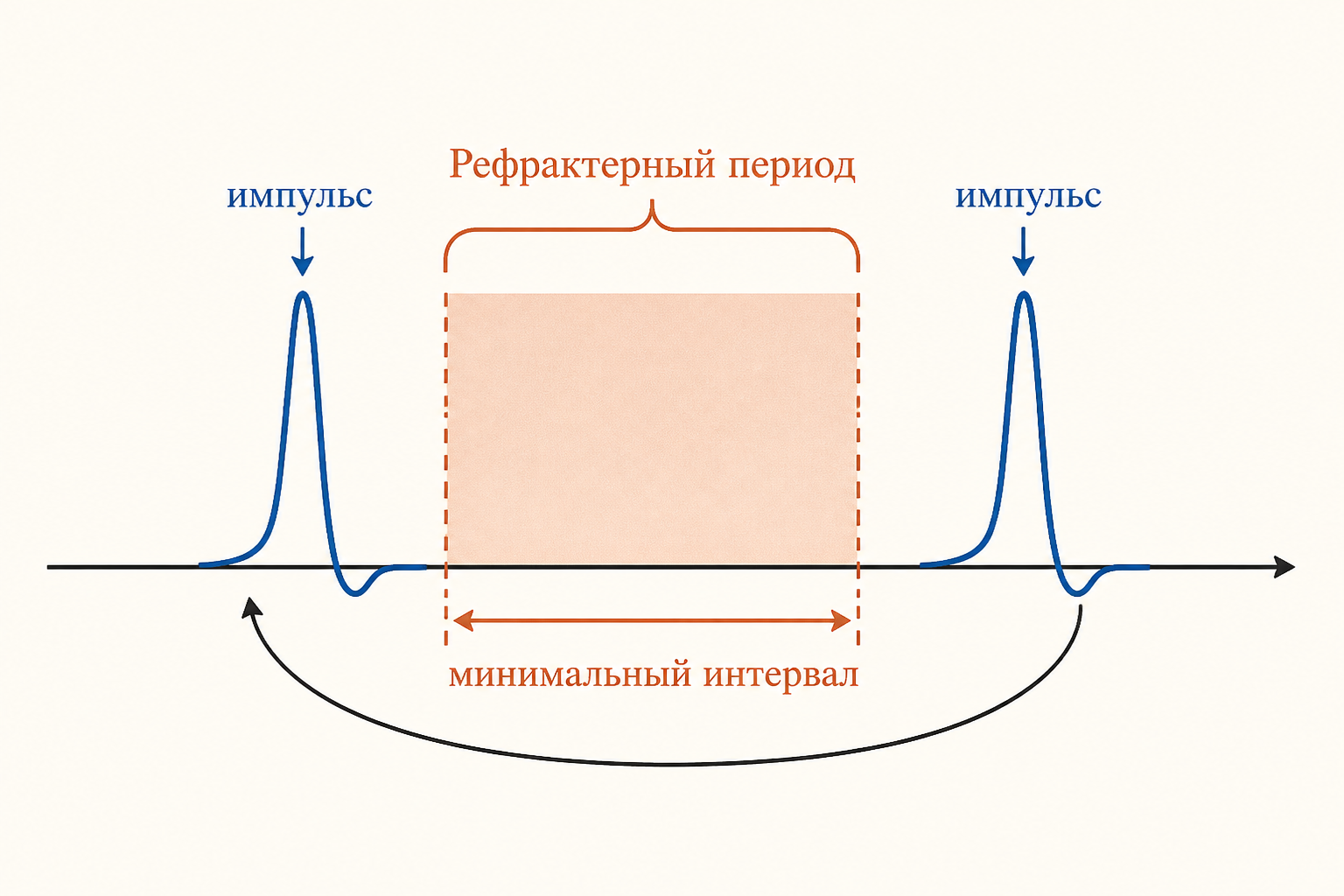 Рефрактерный период задаёт минимальный интервал между двумя импульсами и тем самым верхнюю границу лабильности