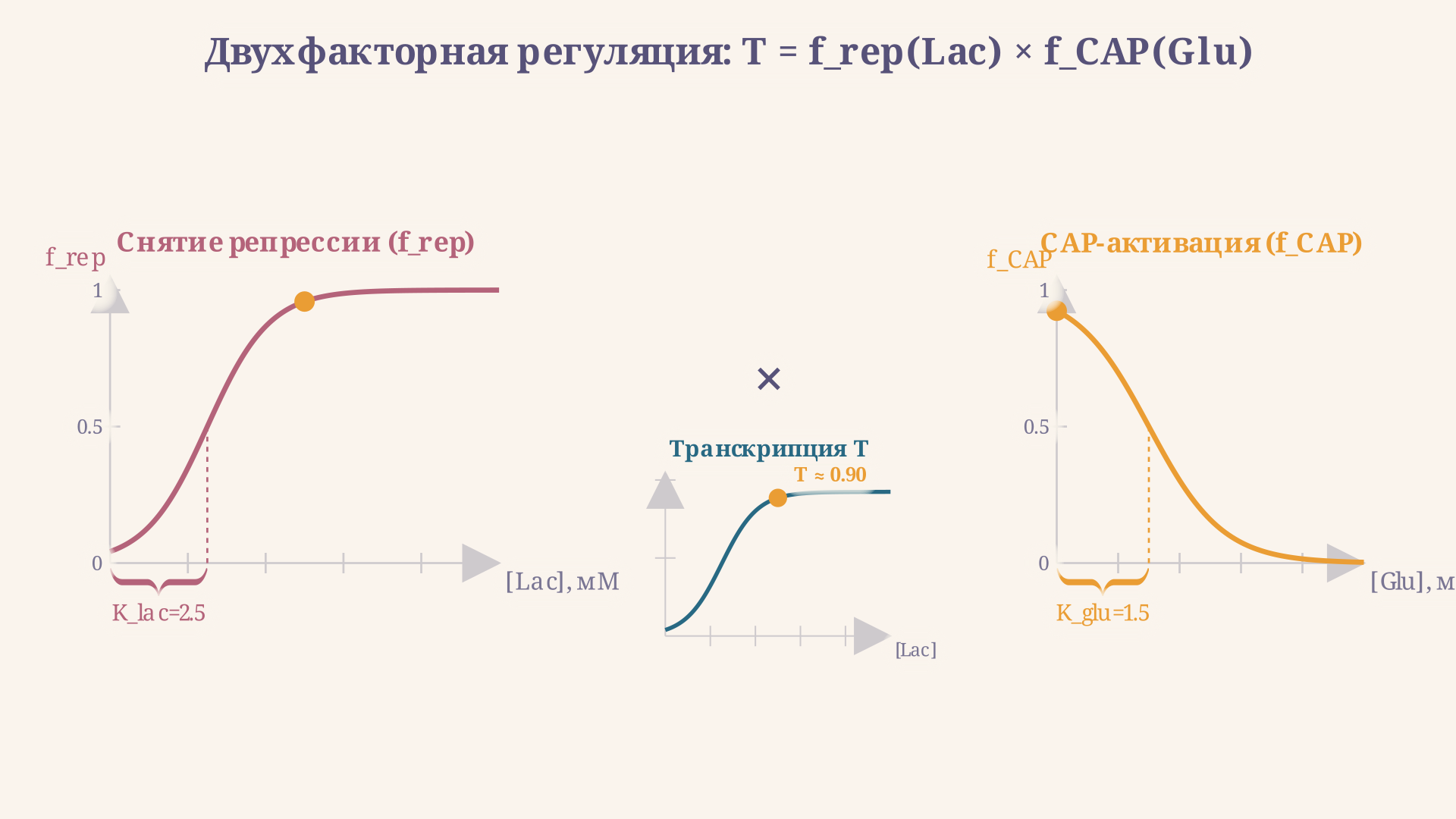 Двойной контроль лактозного оперона: сигмоиды репрессора и CAP-активатора перемножаются, образуя узкое окно максимальной транскрипции при низкой глюкозе и высокой лактозе