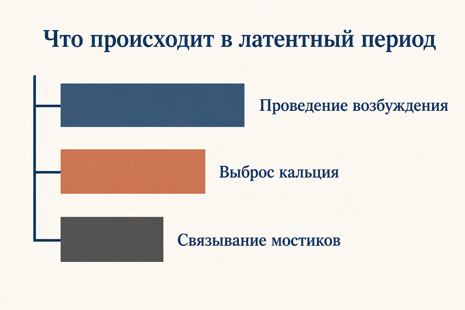 Скрытые события латентного периода: проведение возбуждения по мембране, выброс кальция из ретикулума и связывание актомиозиновых мостиков