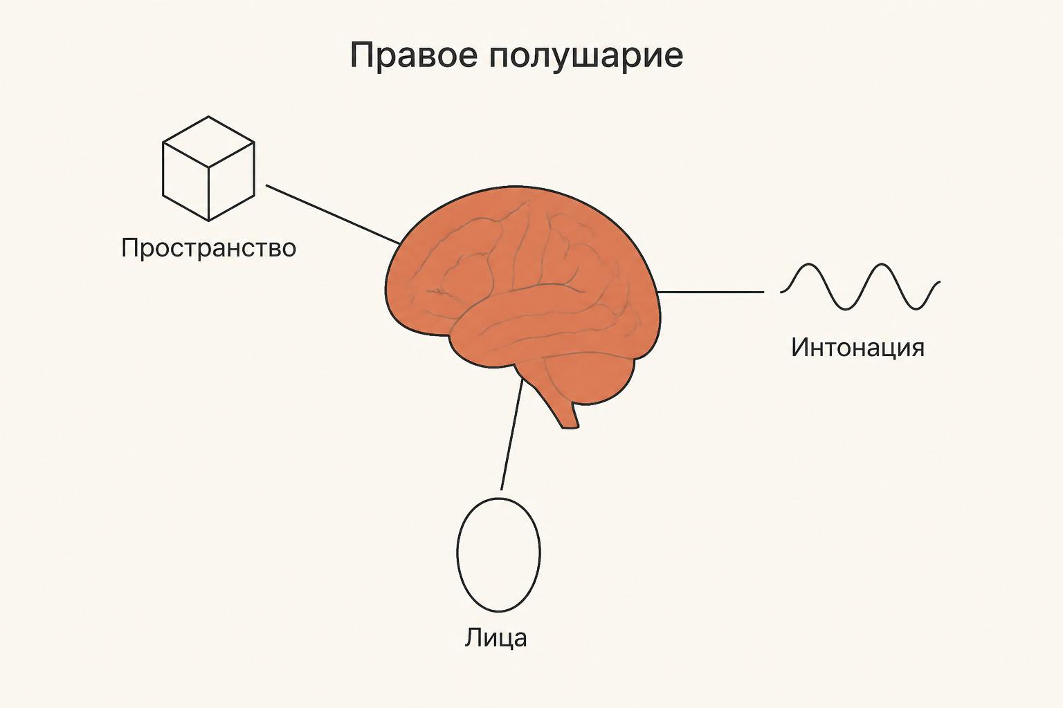 Правое полушарие: зрительно-пространственный синтез, интонация речи и узнавание лиц