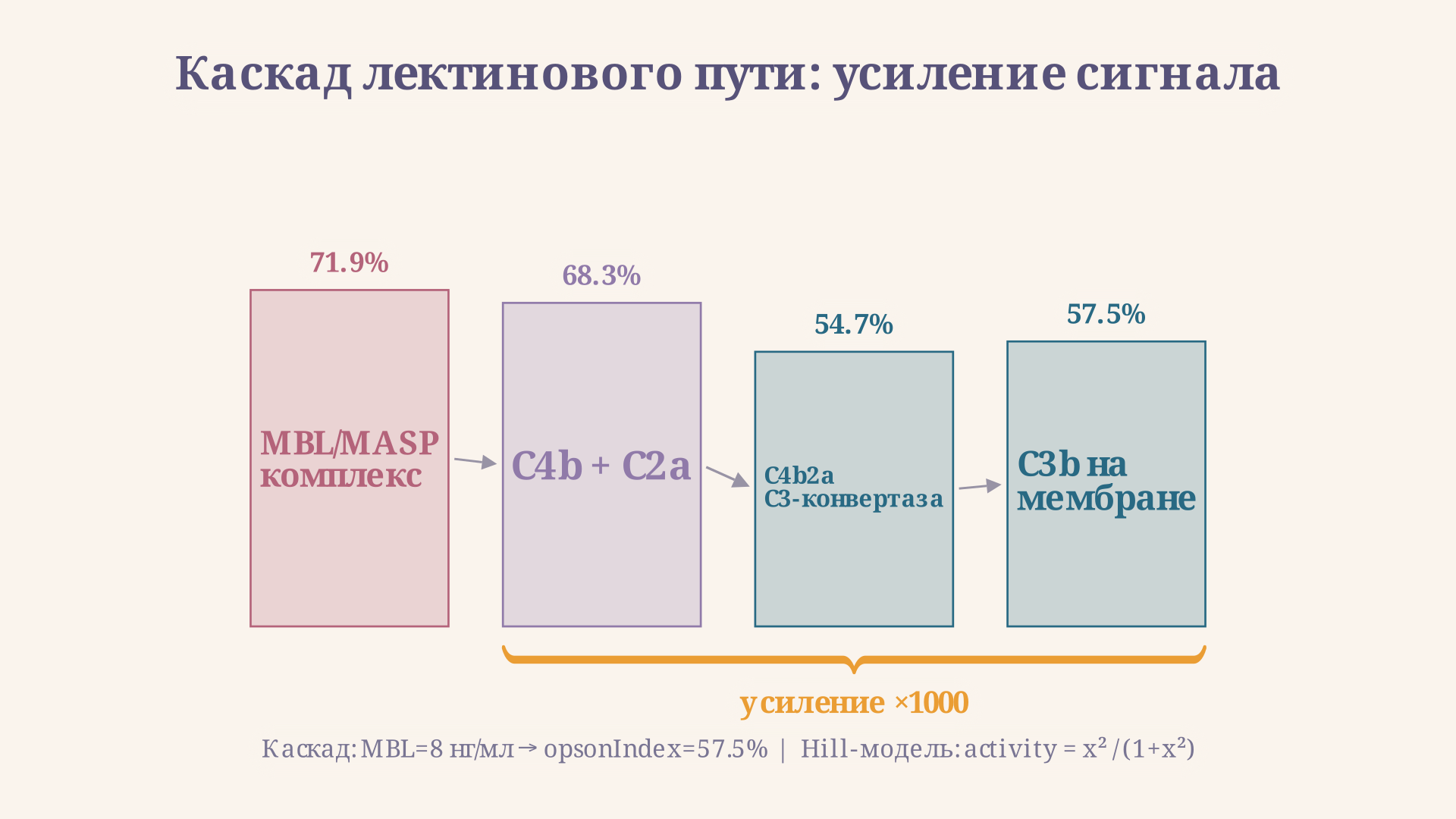 Схема каскада: MBL/MASP-2 на поверхности бактерии образует C4b2a, которая откладывает сотни молекул C3b, маркируя патоген для фагоцитоза