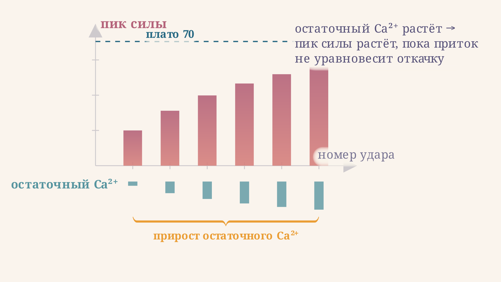 Накопление внутриклеточного кальция от удара к удару: с каждым сокращением остаточный кальций выше, поэтому пик силы растёт, пока приток не уравновесит откачку