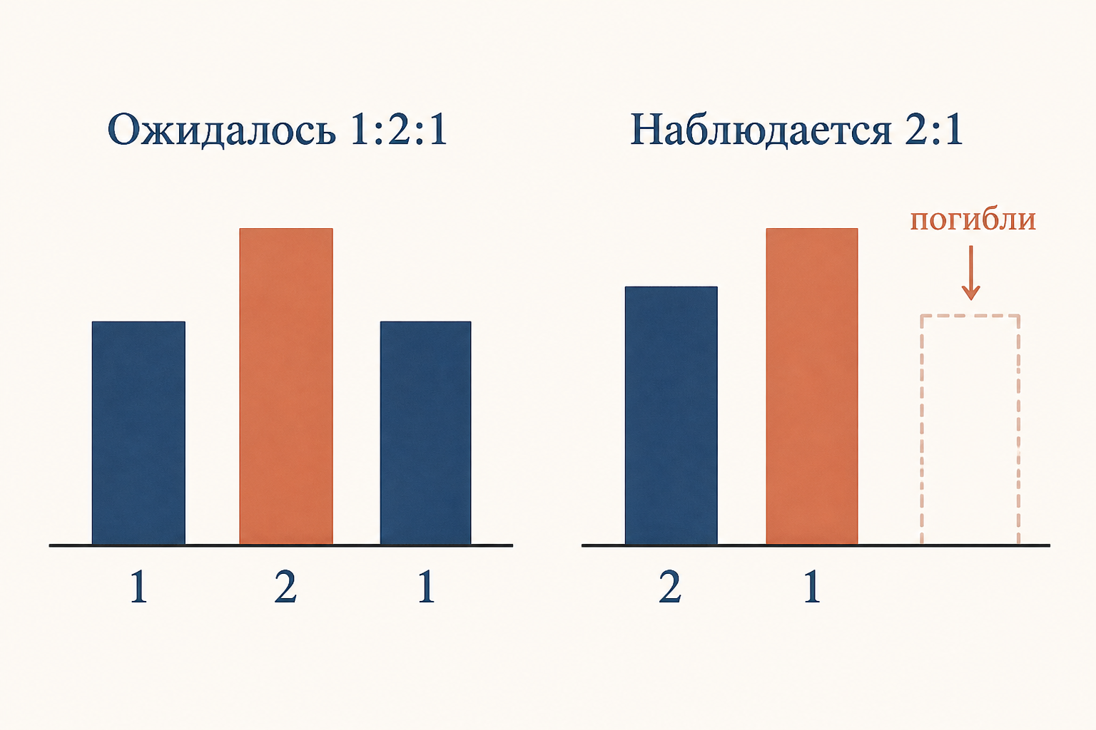 Из ожидаемого расщепления 1:2:1 выпадает один класс: гомозиготы по летальному аллелю гибнут, и среди выживших остается отношение 2:1