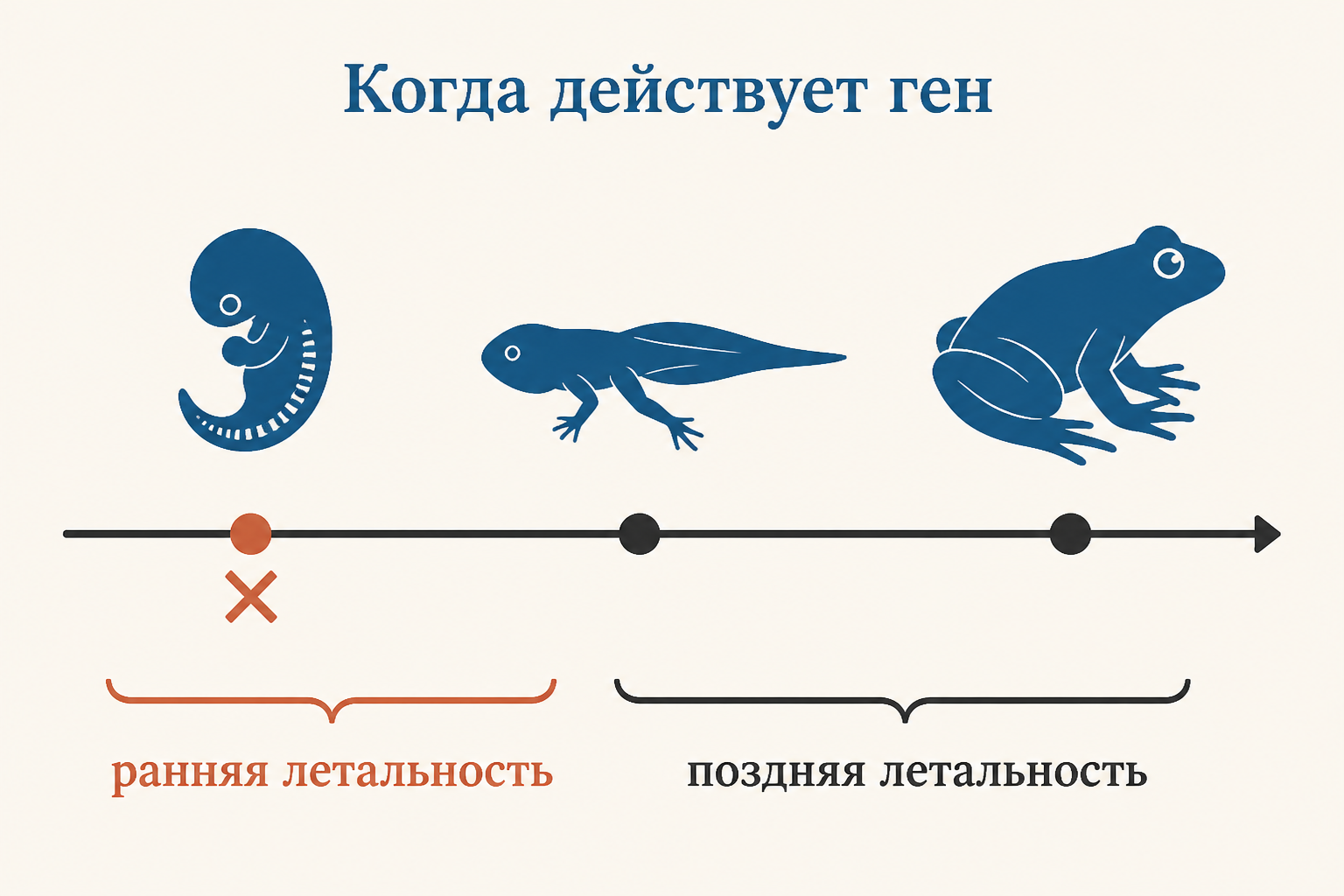 Летальные гены различаются по времени действия: ранняя летальность убивает зиготу или эмбрион незаметно, поздняя проявляется как гибель молодняка с аномалиями